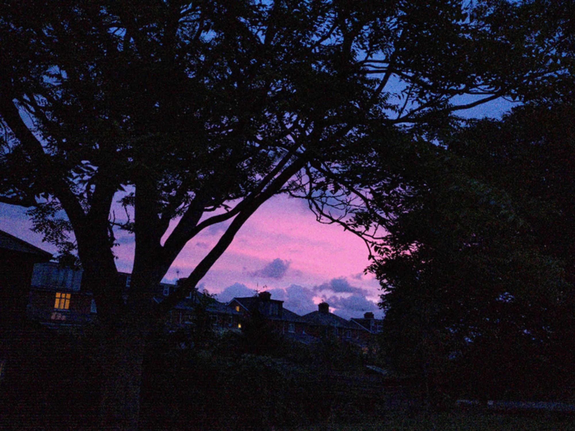 sunrise behind trees