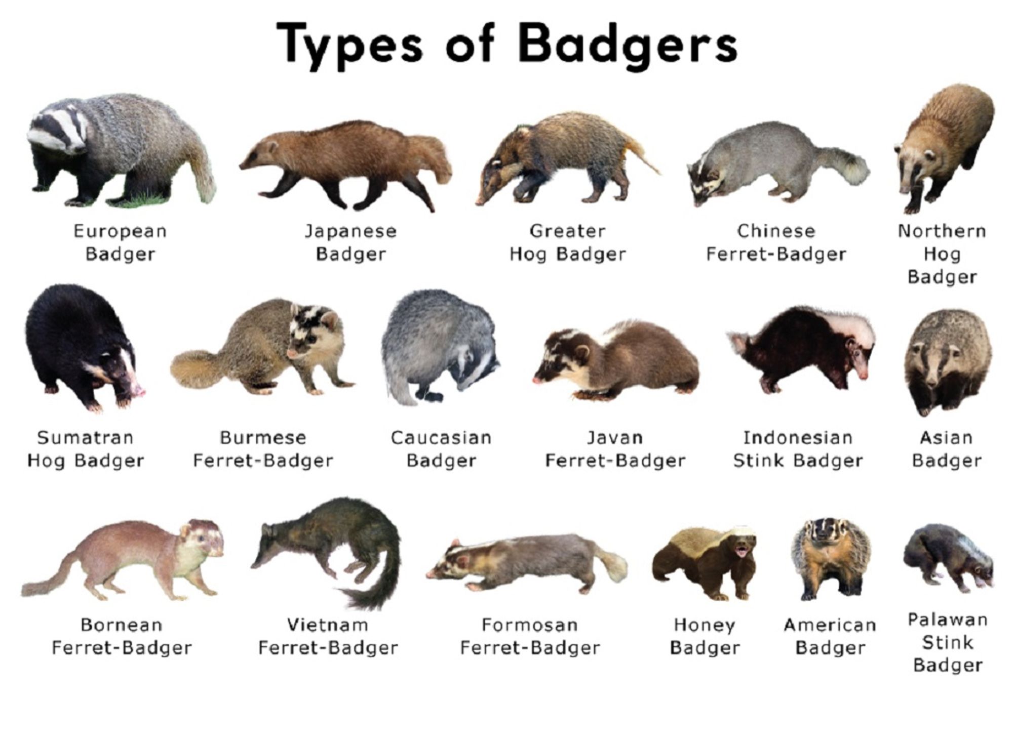 The 17(?) types of badgers. This is possibly the most complete list I have found online.