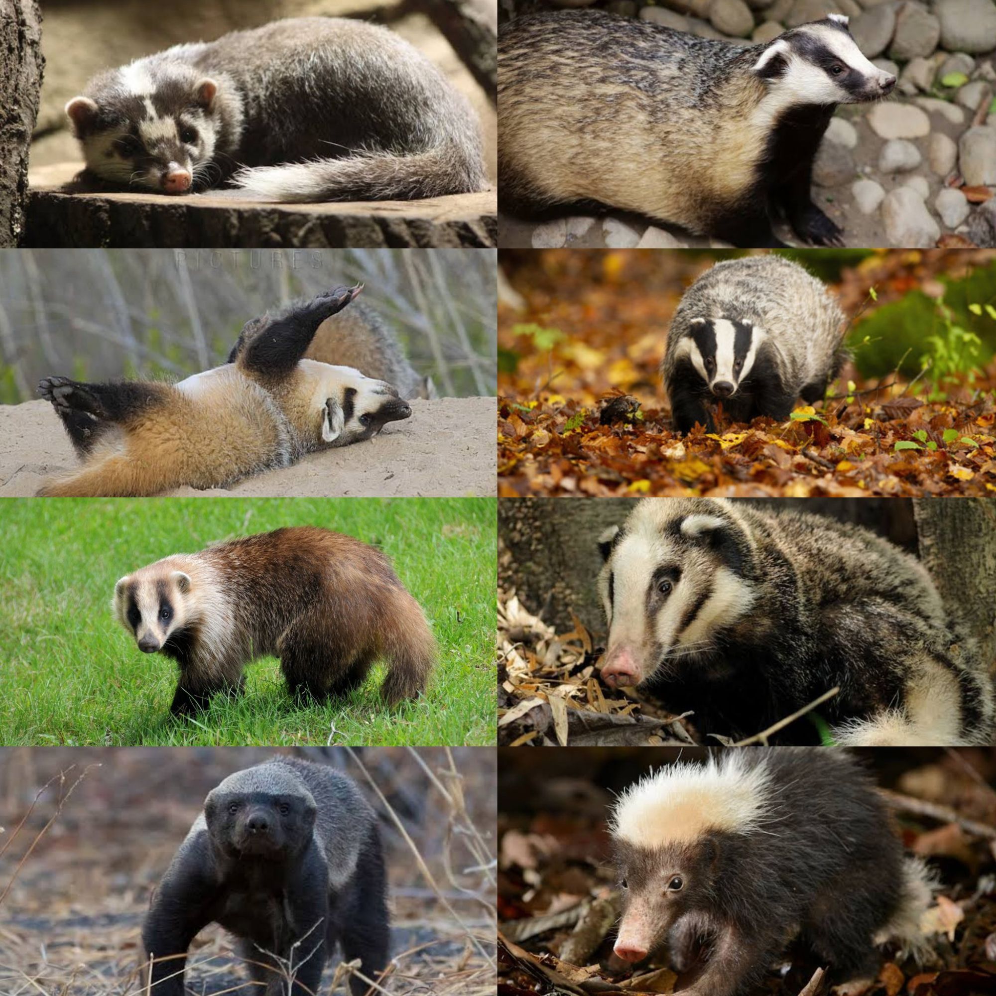 The 8 badger species. I love how, in this picture, it's the American Badger on his back, looking all drunk and whatnot.