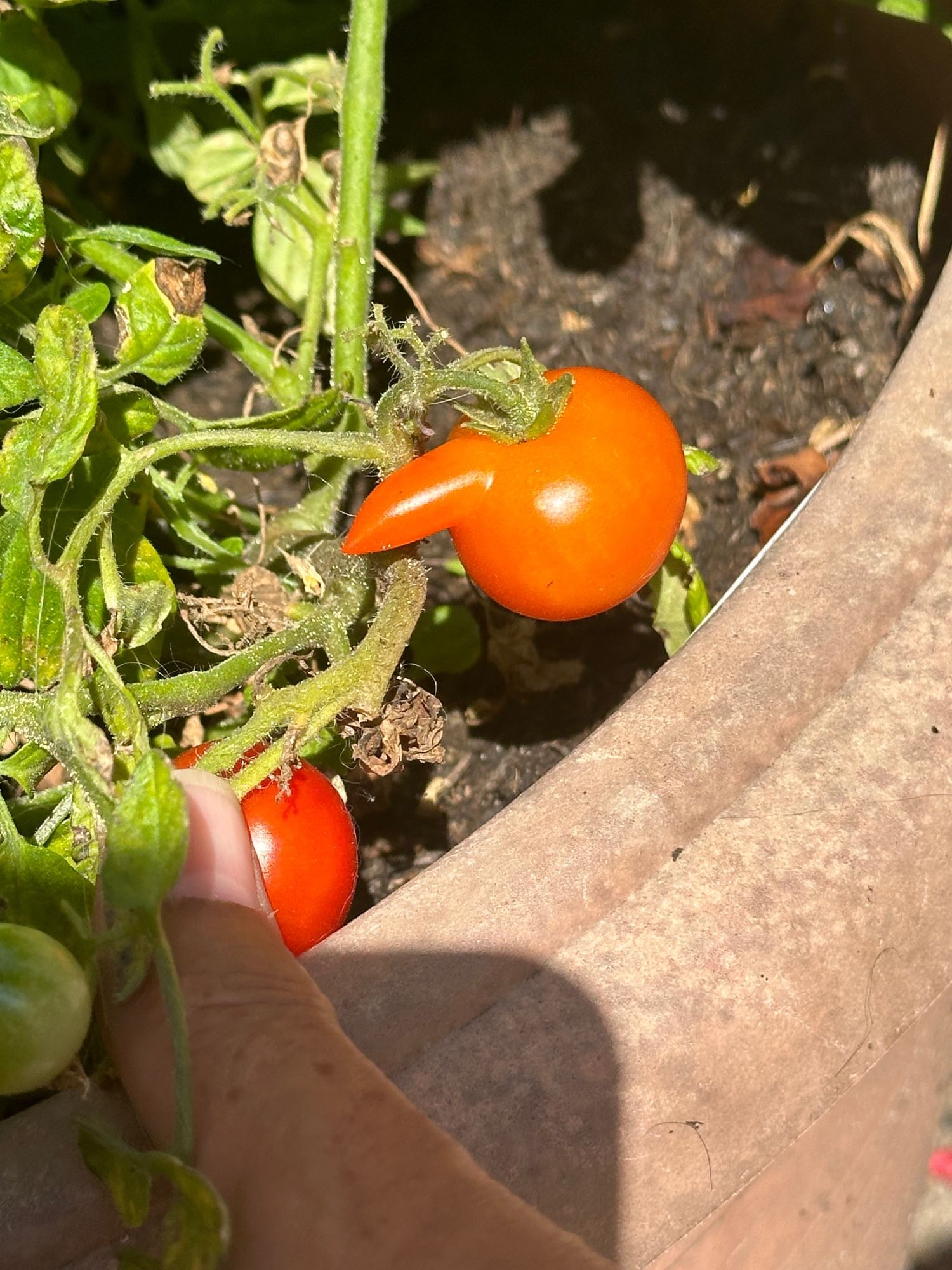 Photograph of a red tomato with an unusually phallic shaped growth off of one side.