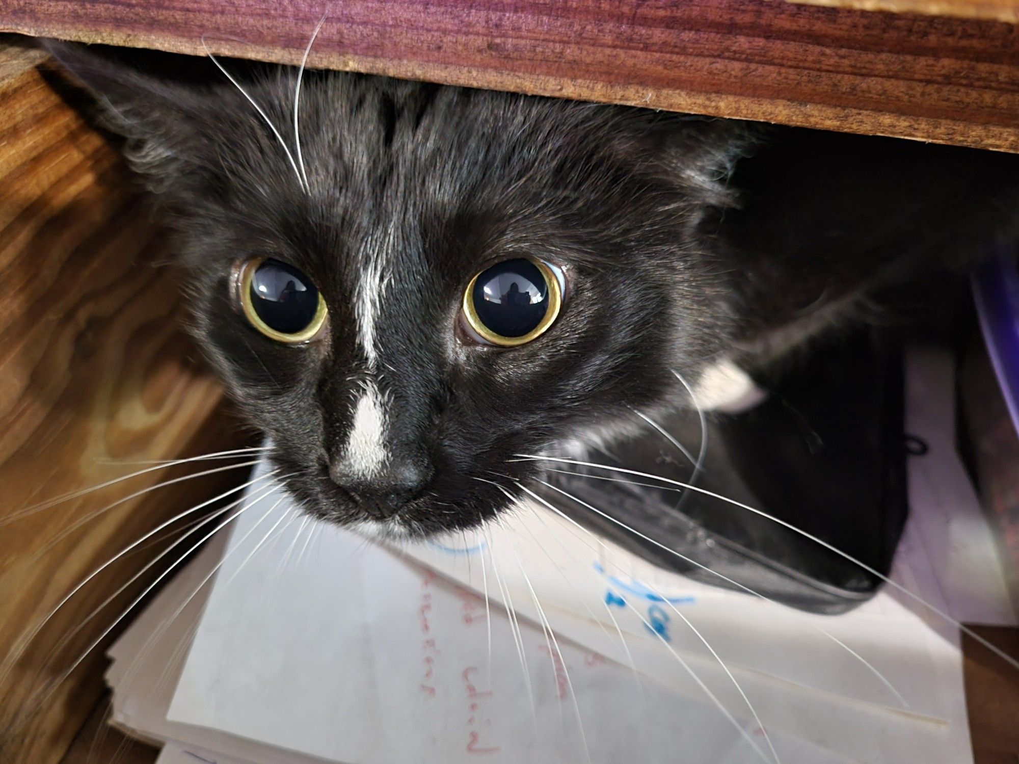 Zero, adorable tuxedo cat, peeks out from inside a drawer he's been exploring.