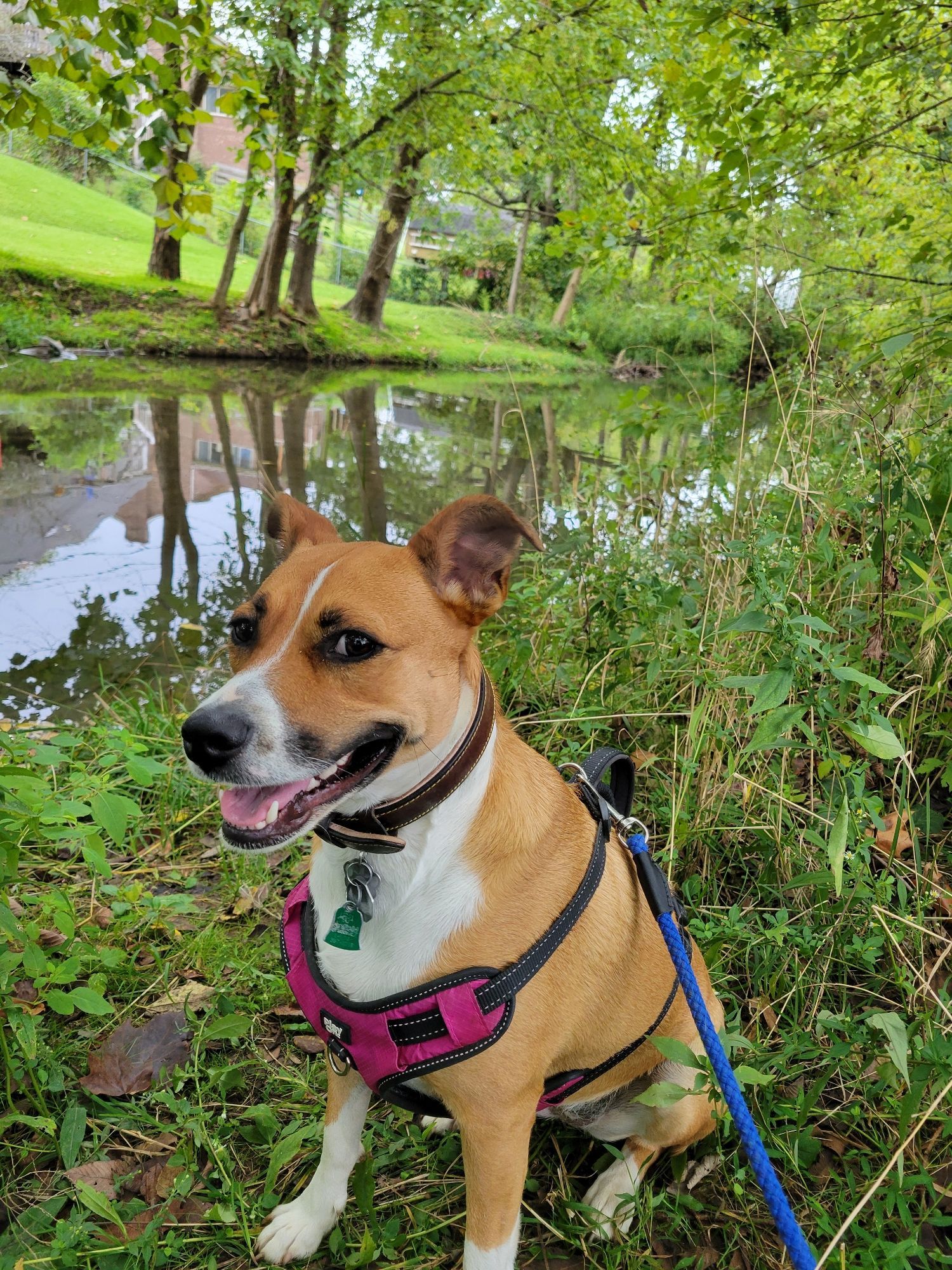 Iris, a medium sized light brown dog with white markings, sits by the still waters of a creek reflecting a stand of trees