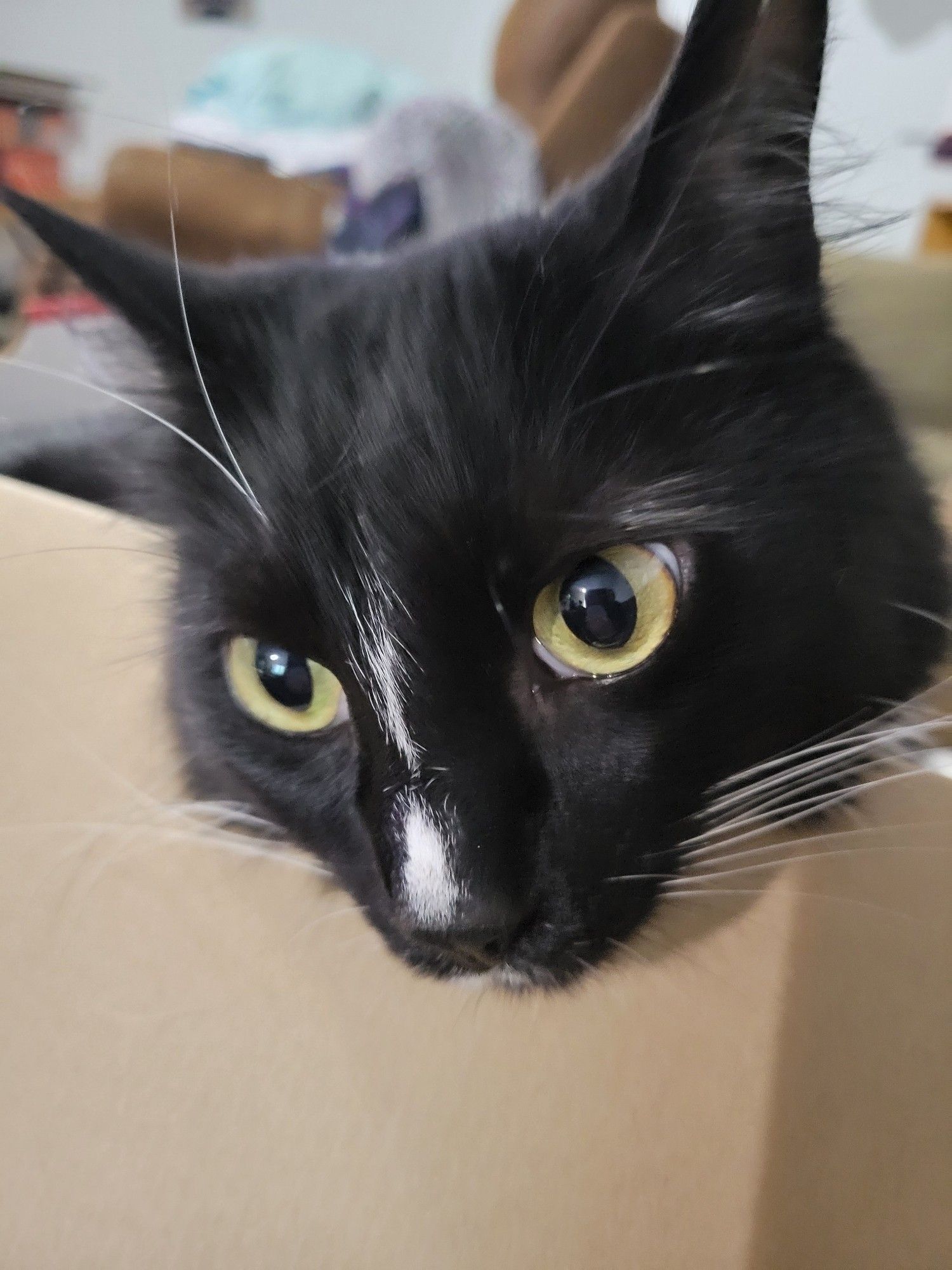 Zero, elegant tuxedo cat, peering over the edge of the shoebox from my youngest son's size 14 Nikes, which turns out to be the perfect fit