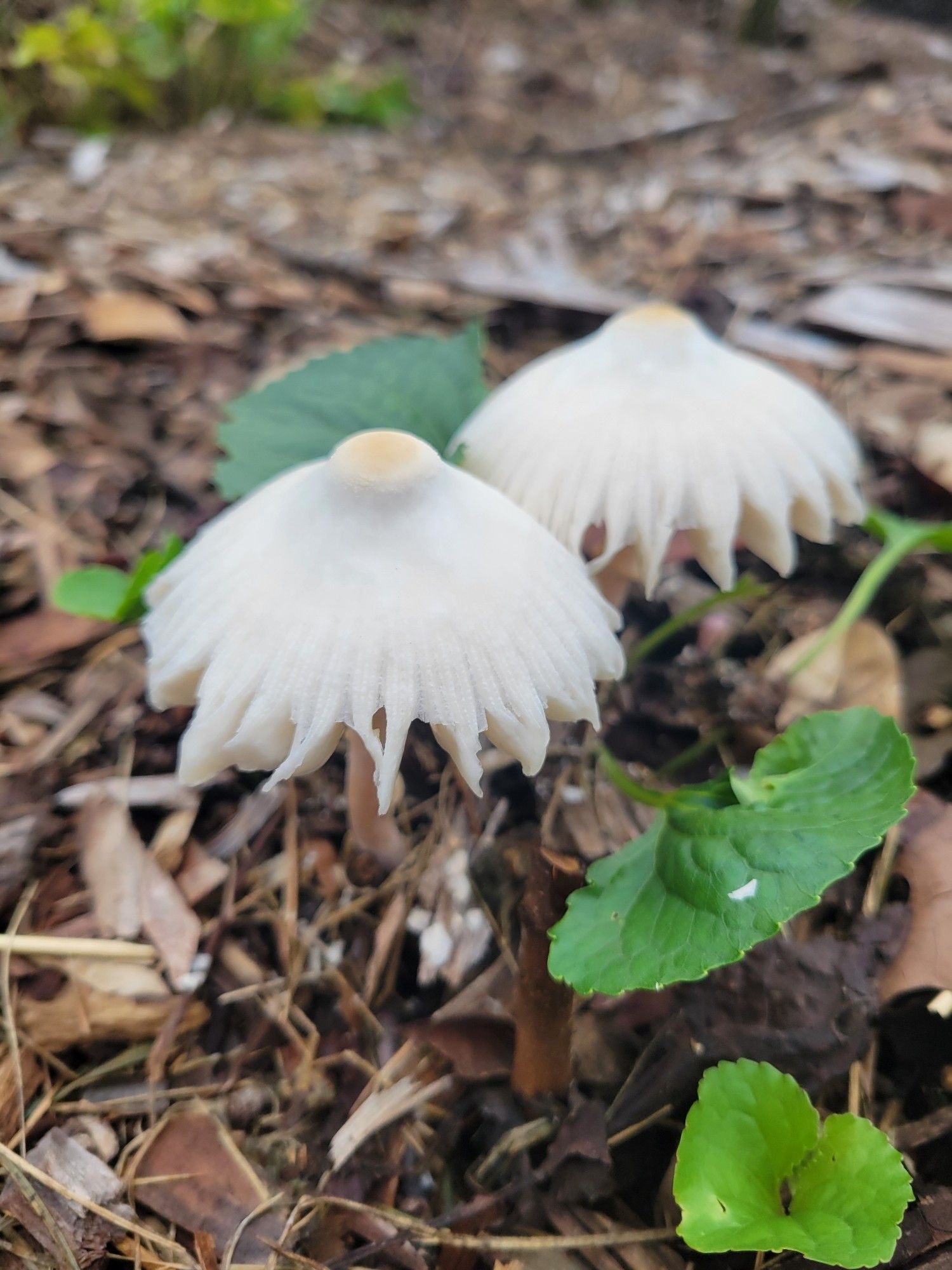 A pair of white mushrooms with fringes like lampshades growing out of the mulch