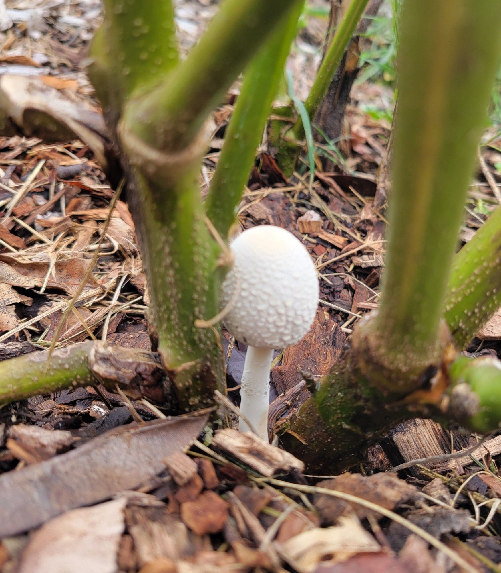 A little white mushroom like an egg on a stick, popping up between thick green stems