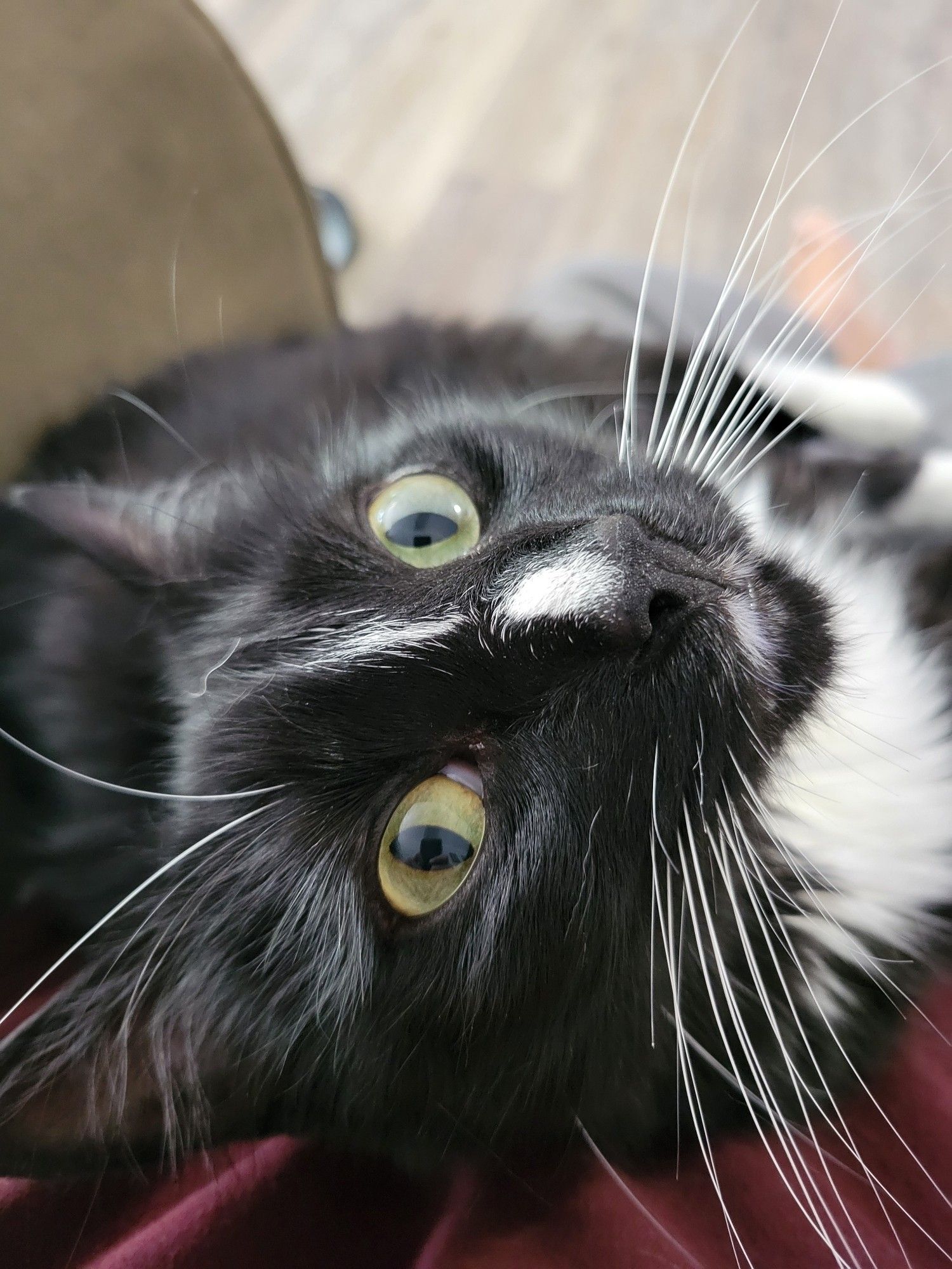 A close up of Zero, handsome tuxedo cat, nothing but love in his big green eyes