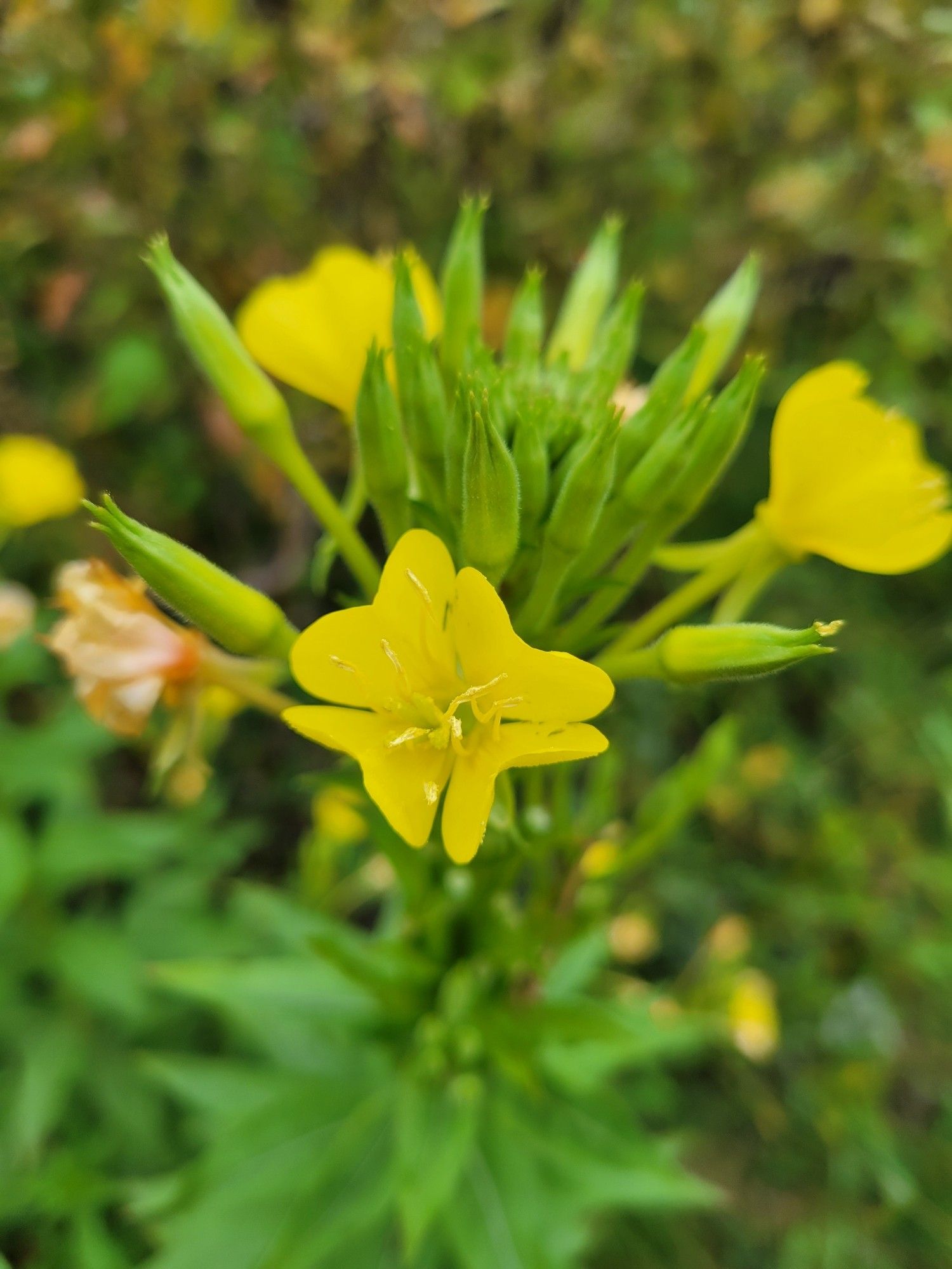 A bright yellow evening primrose flower in bloom