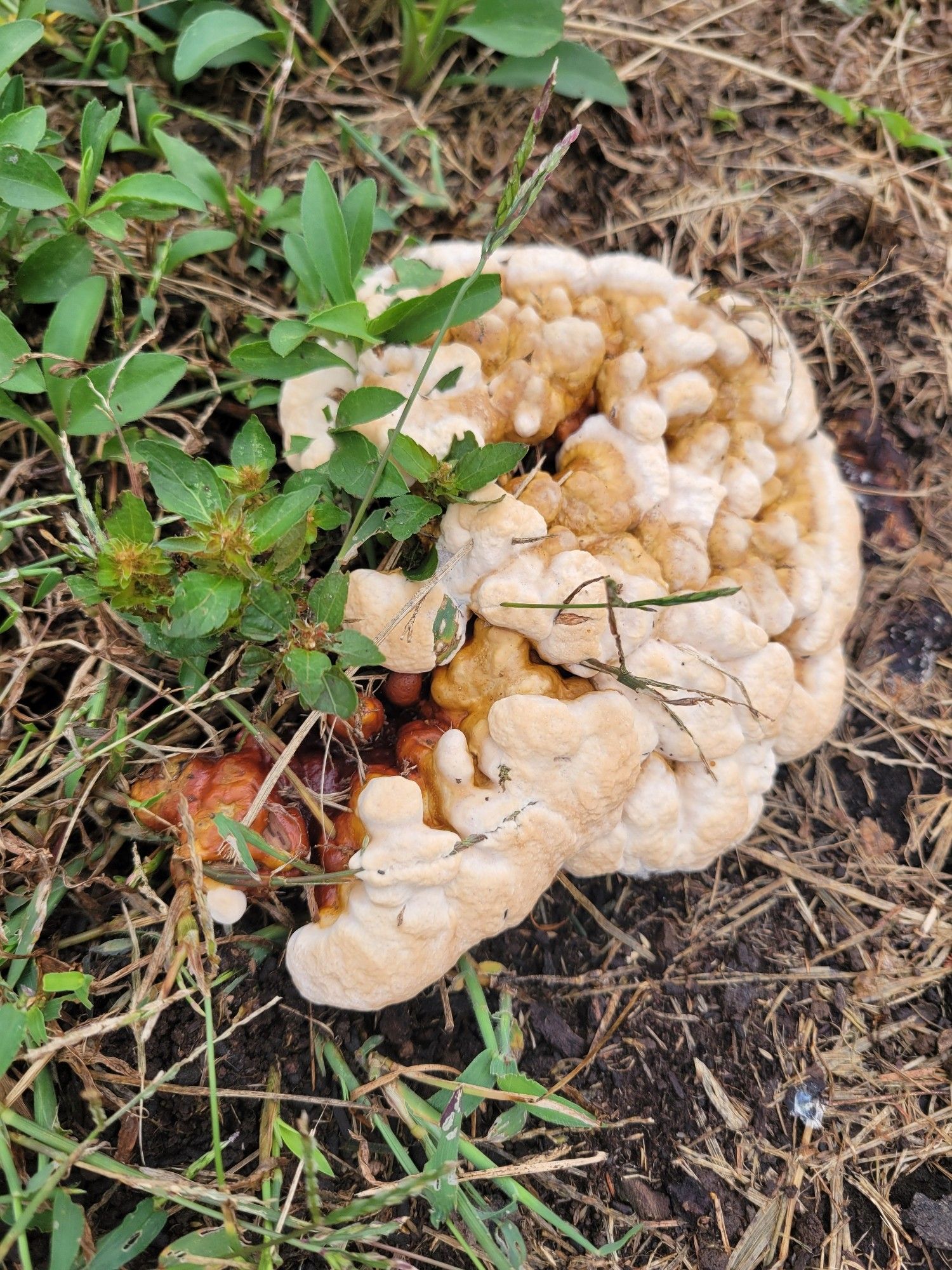 A mushroom that resembles a brain