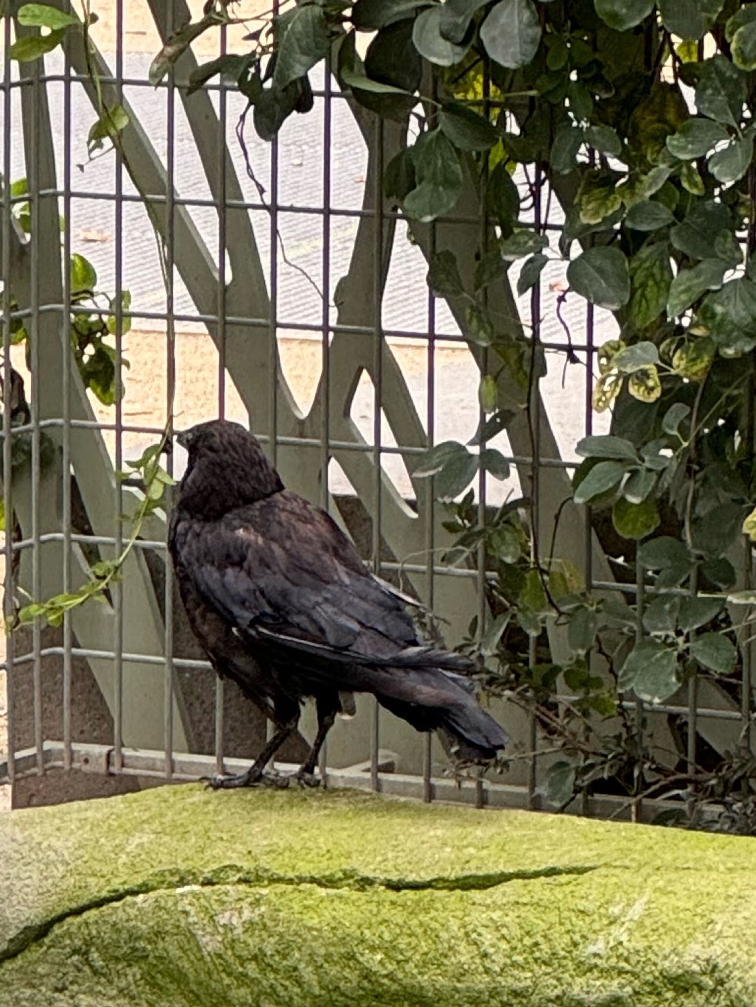 A raven