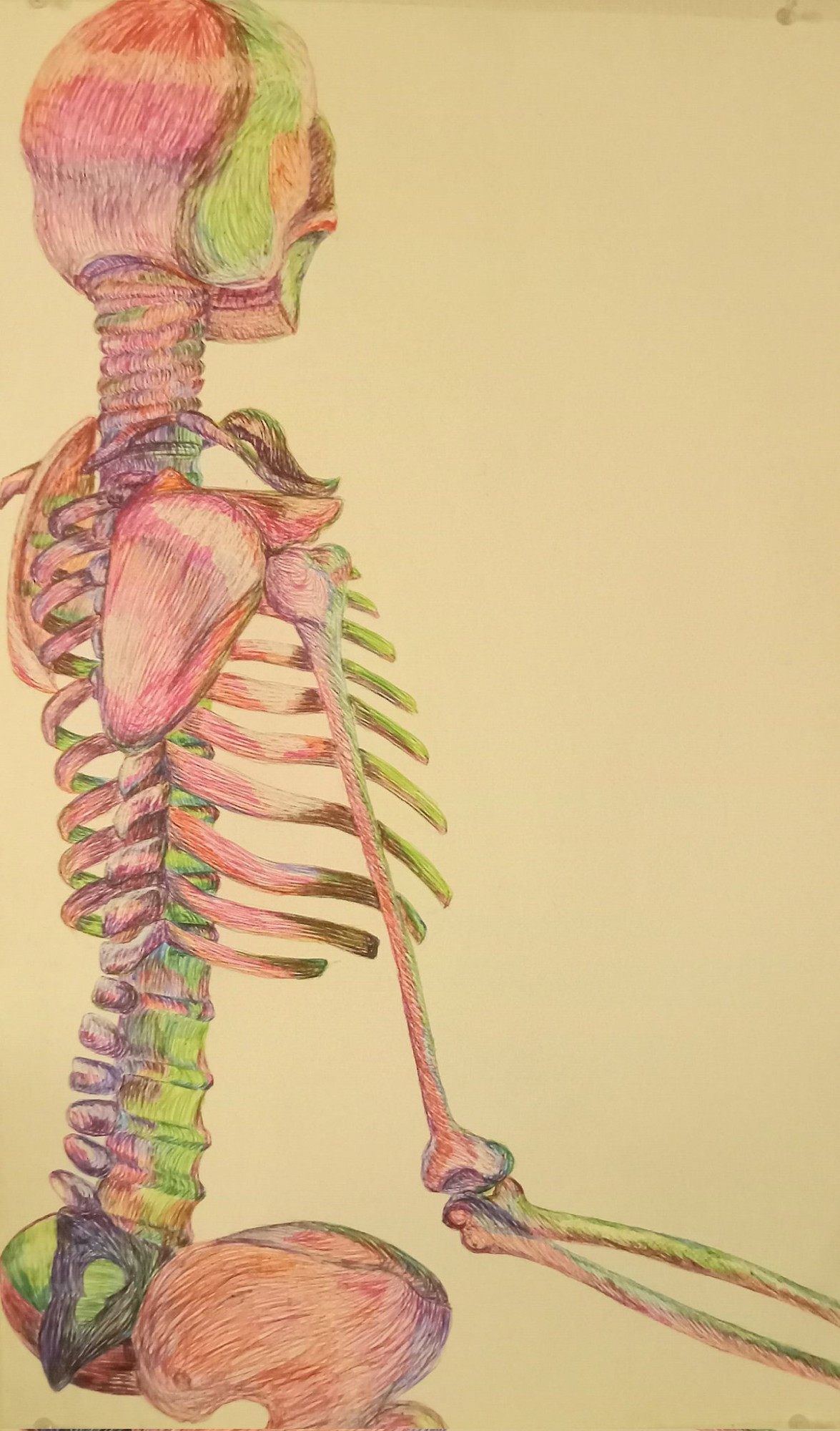 (a poorly lit) drawing by me (theeshadylady) of  3/4 back view of a skeleton in neon lighting - media: crystal bic pens