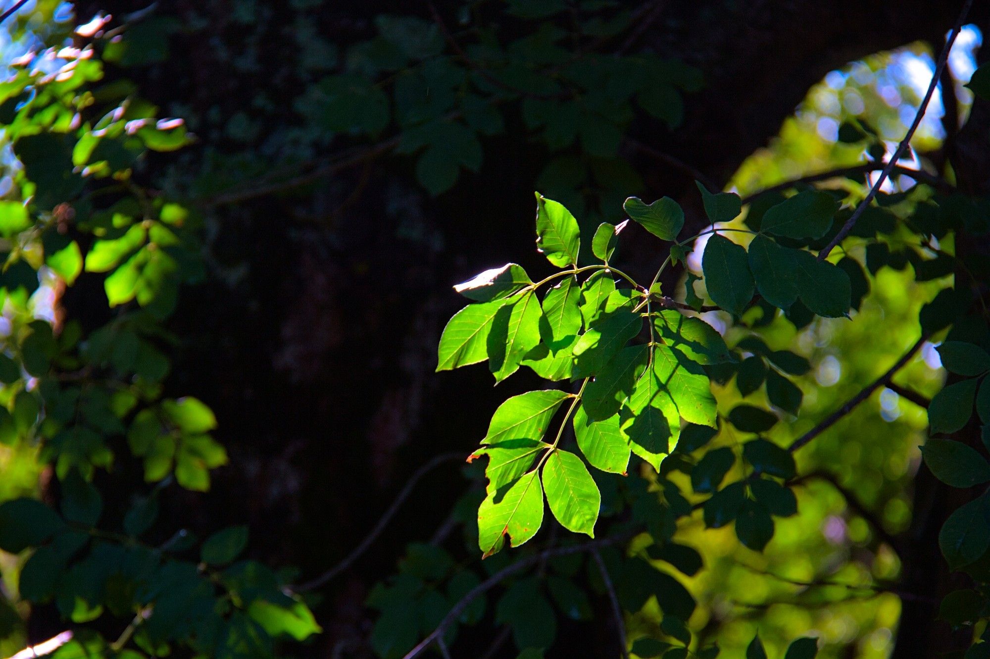 A cluster of green tree leaves backlit by the morning sun against a dark background.