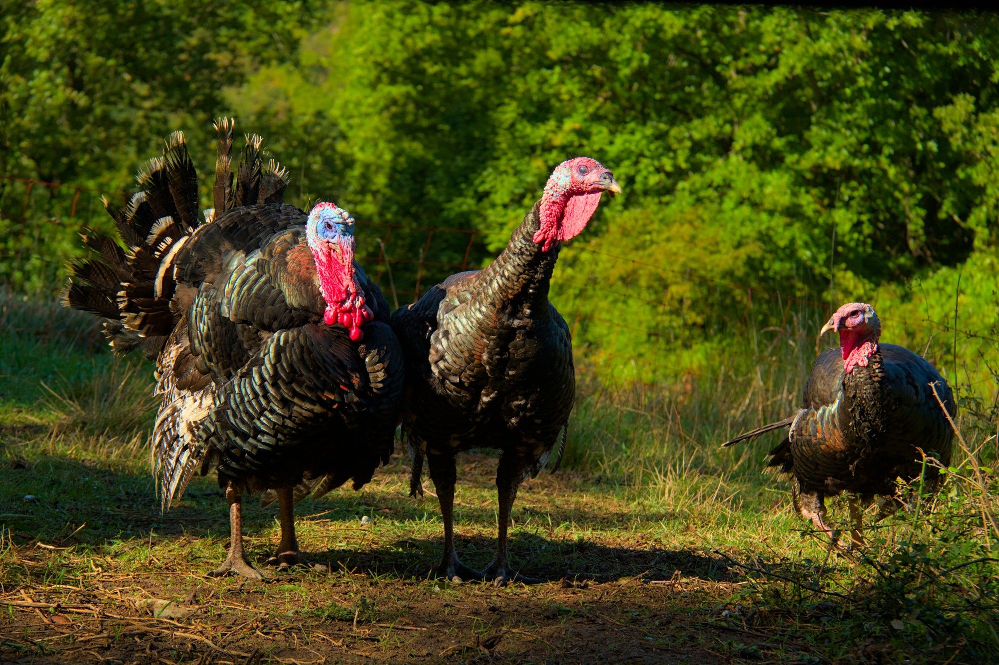 3 large black turkeys with red and blue faces and red wattles stand in a row against a green tree background