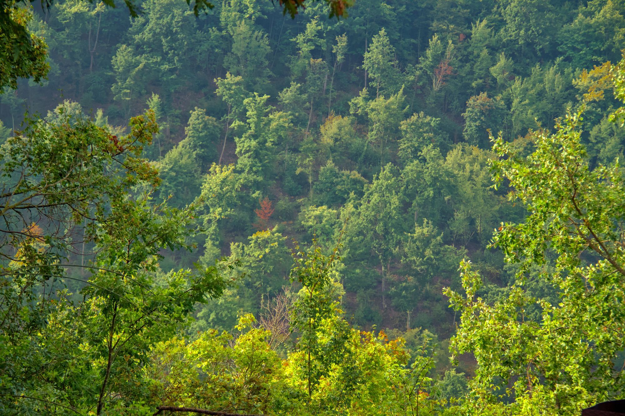 the image is full of trees, distant and near, the leaves are just beginning to yellow...