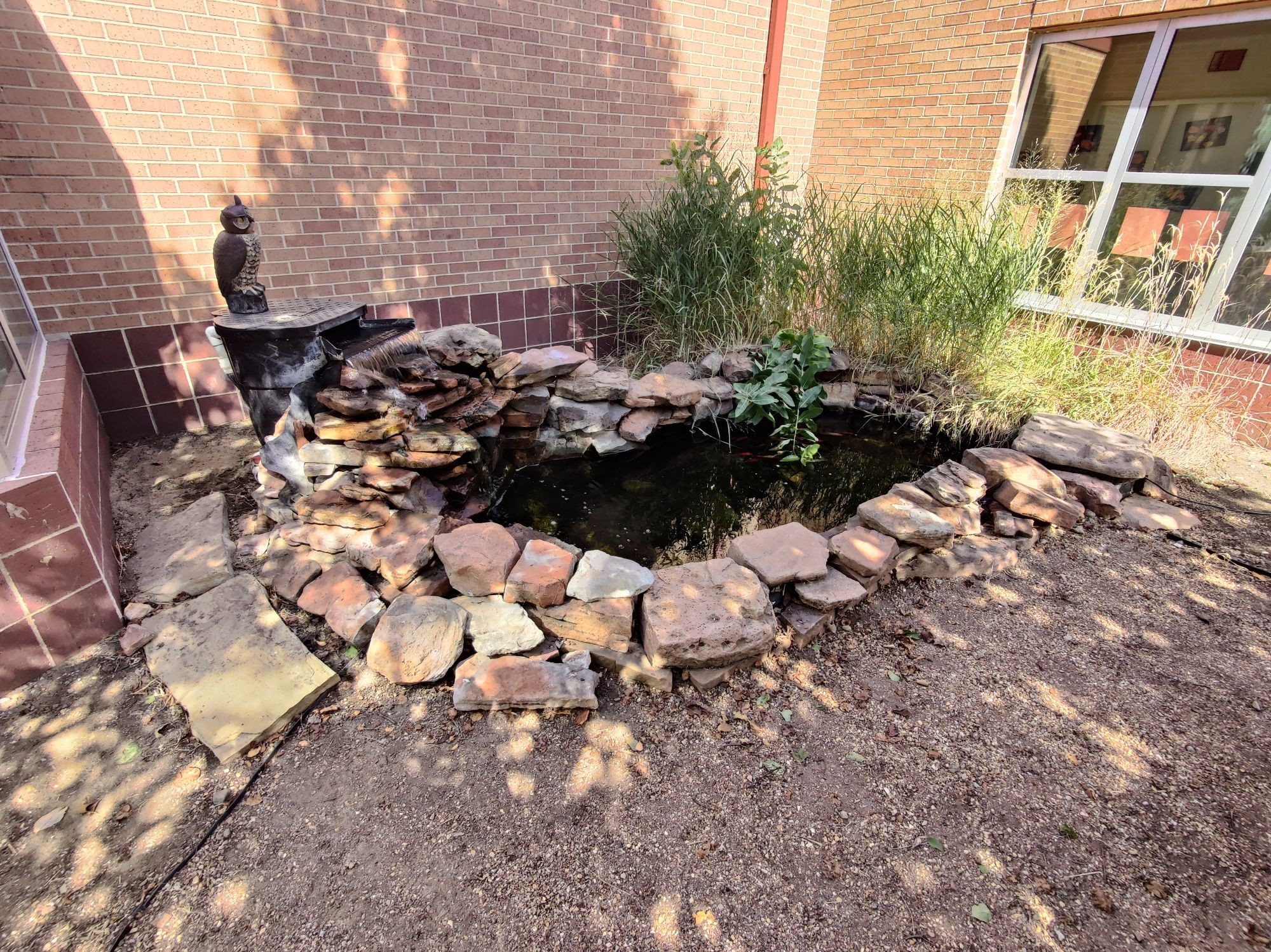 Picture of a koi pond in hidden atrium garden outside an elementary school library. The plants are thin and sad after a year without a caretaker.