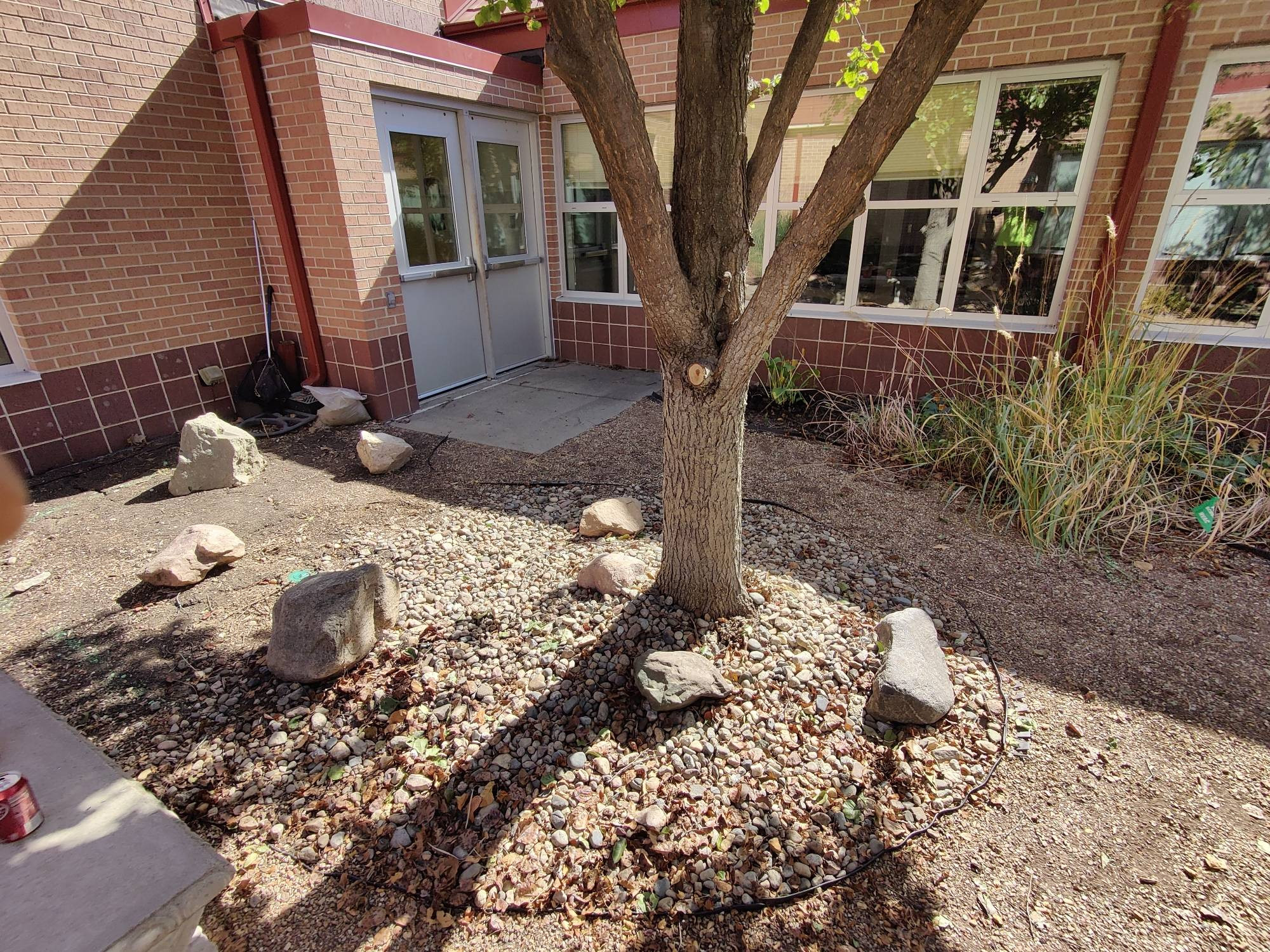 Picture of a hidden atrium garden outside an elementary school library. The plants are thin and sad after a year without a caretaker.