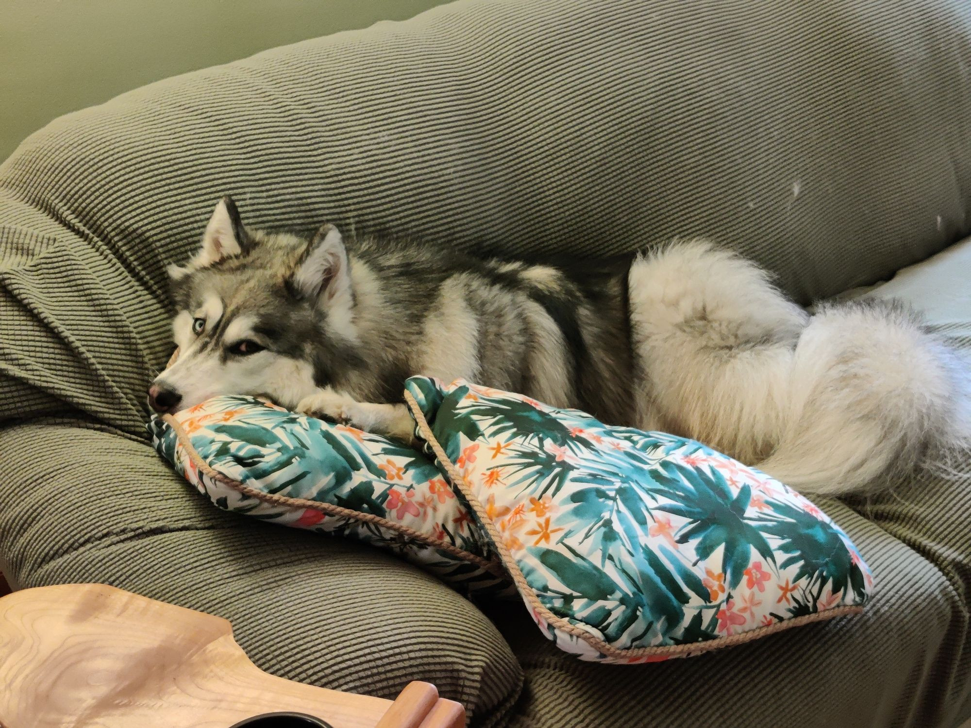 A picture of Kanoa the Siberian Husky luxuriating atop fluffy pillows