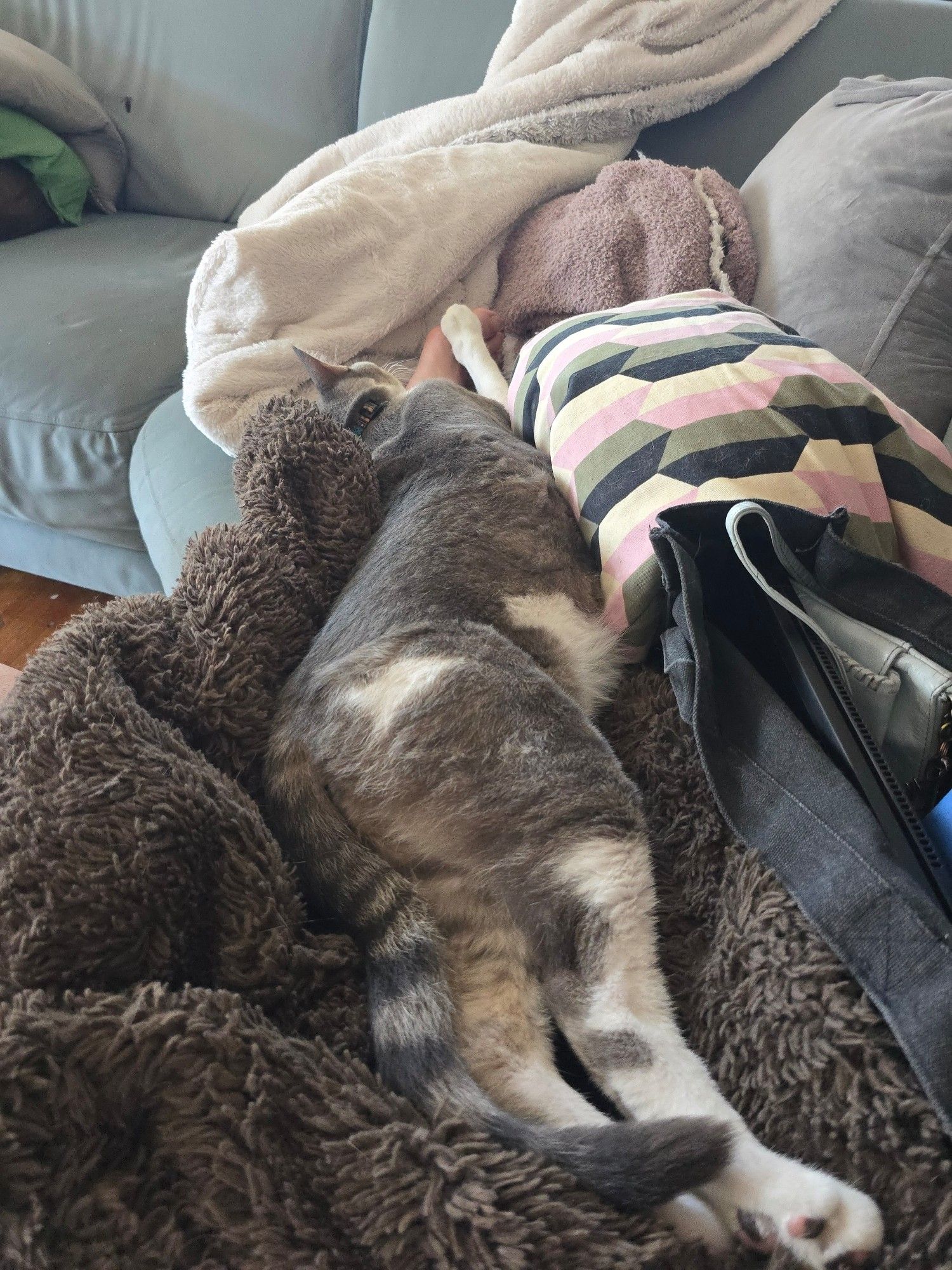 Very long grey tabby cat stretched out on a couch full of blankets