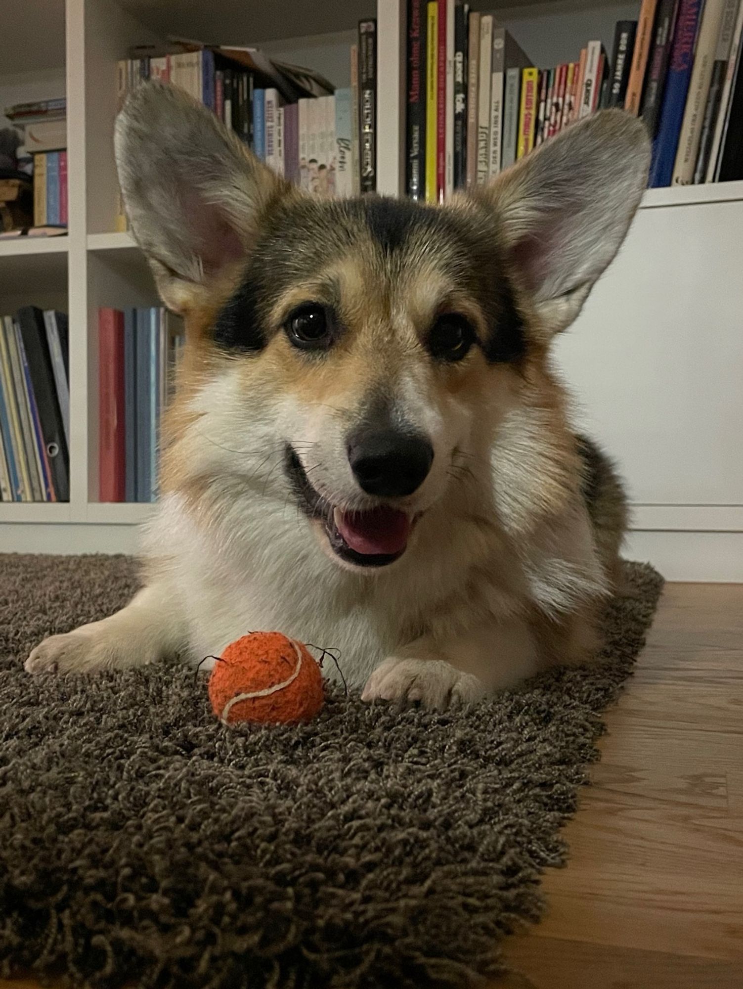 Hund liegt vor einem Ball auf einem Teppich