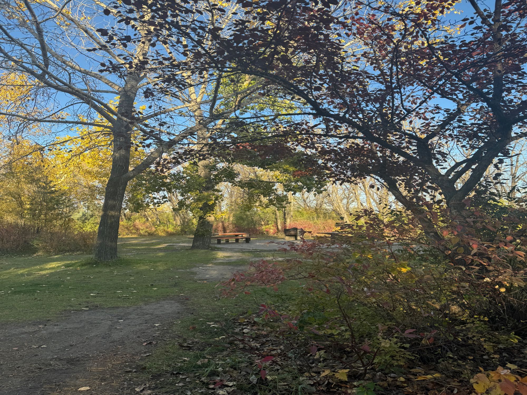 Autumn trees and 2 empty picnic tables