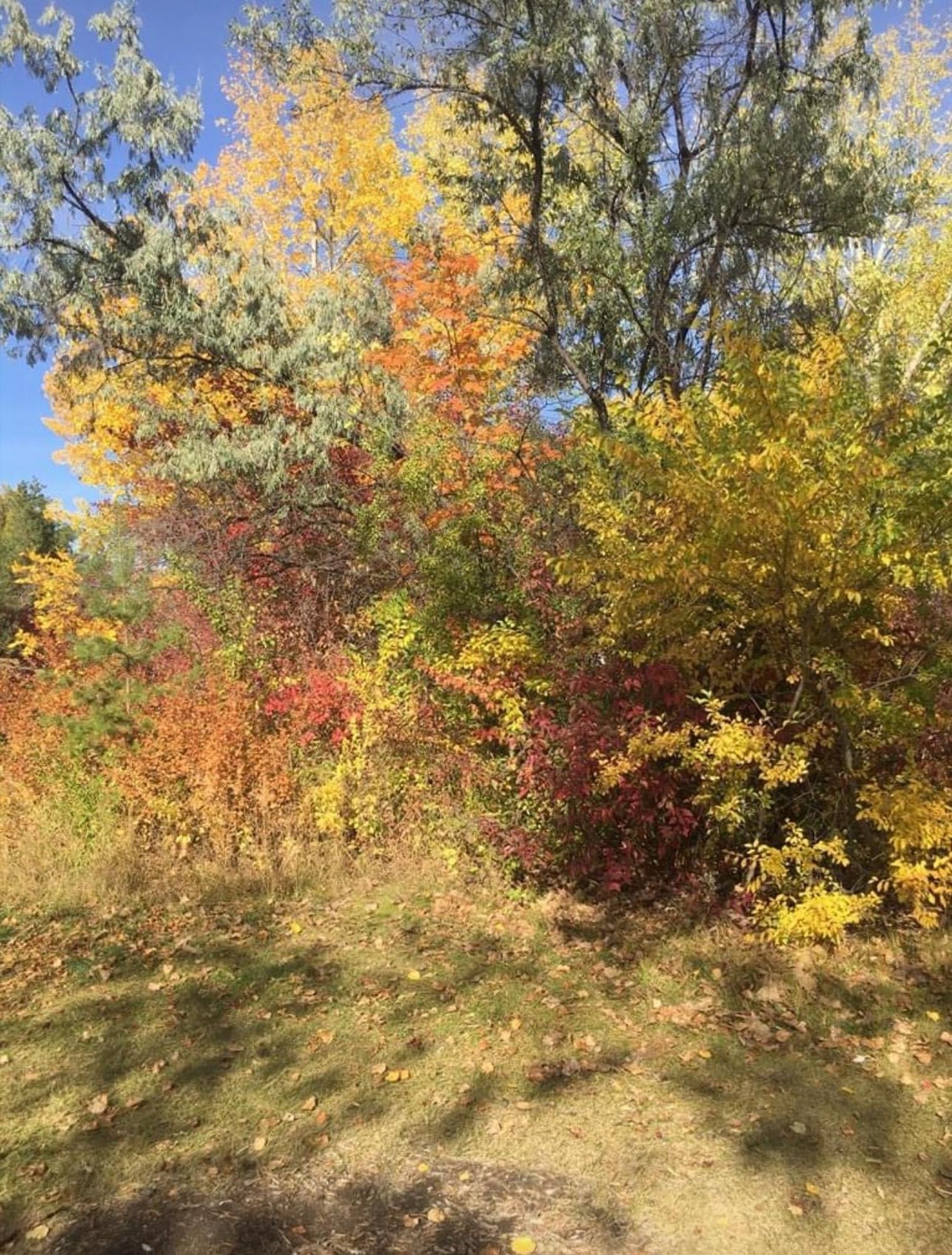 Afternoon blue sky and Fall foliage