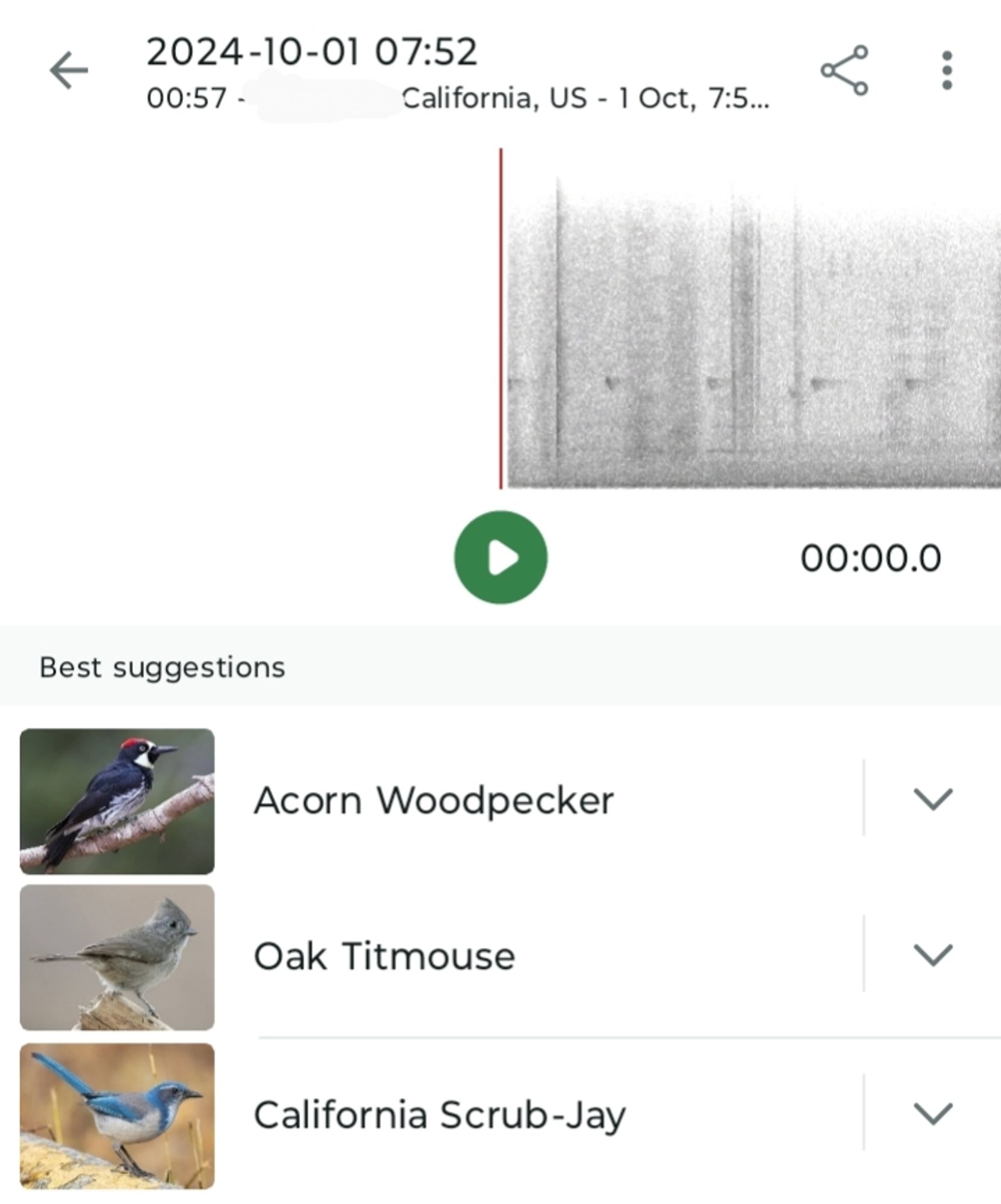 My Merlin Bird ID app from this morning shows acorn woodpeckers, oak titmouses, and California scrub-jays.