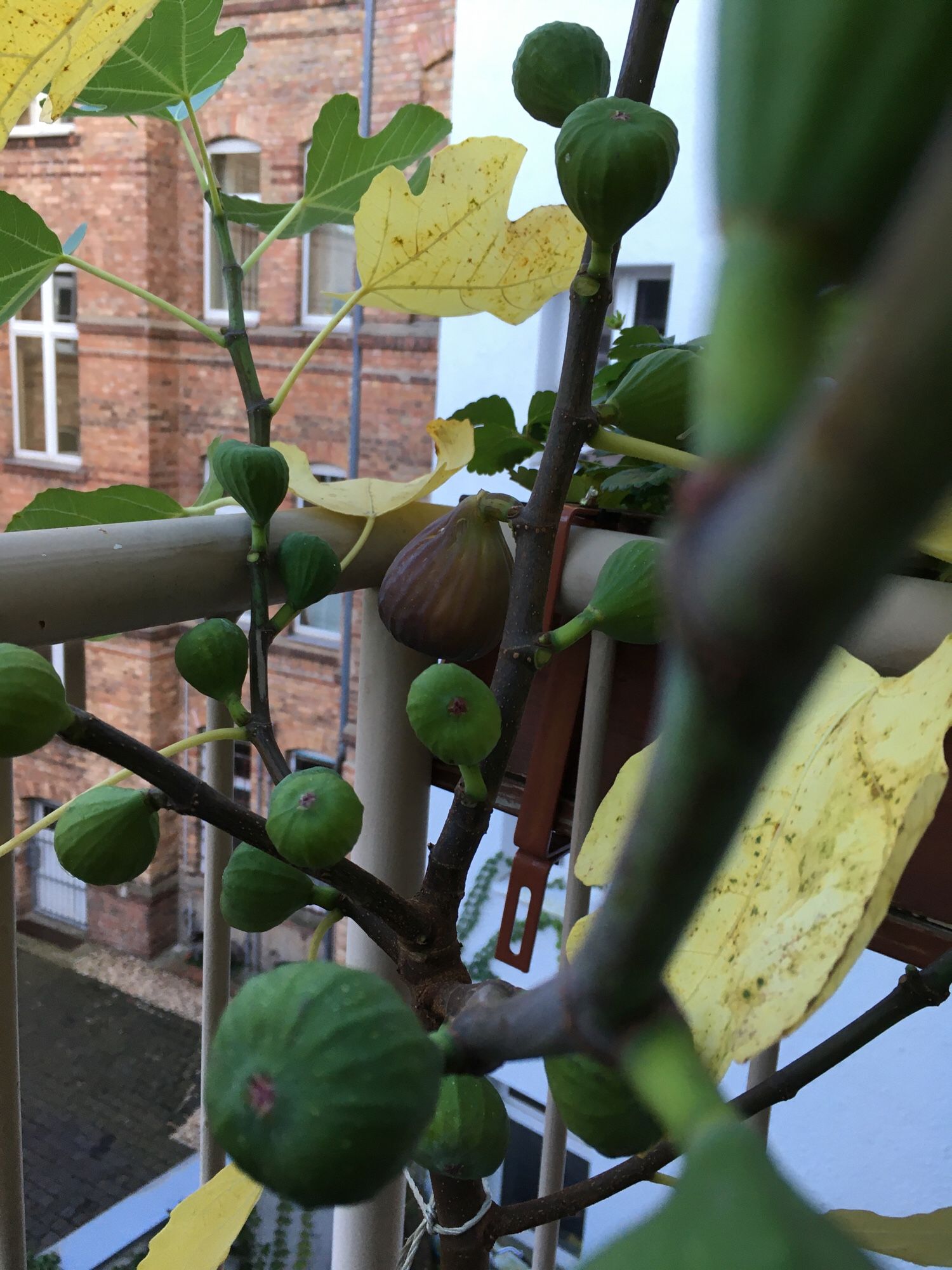 Feigenbaum auf dem Balkon mit mehreren Feigen. Eine ist gereift