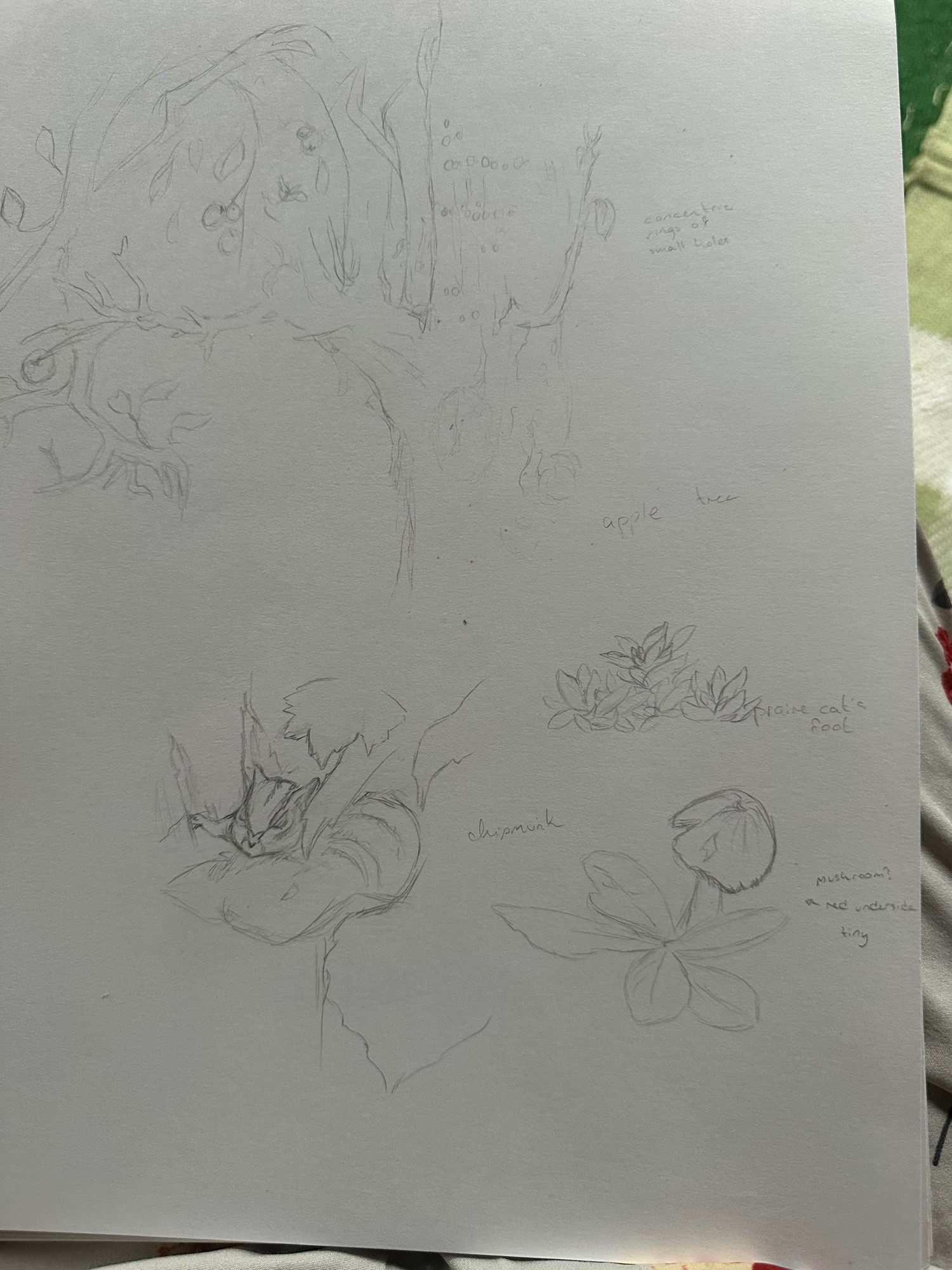 A sketchbook page consisting of drawings of an old apple tree, a small plant called a prairie cat’s foot, a mushroom, and a chipmunk.