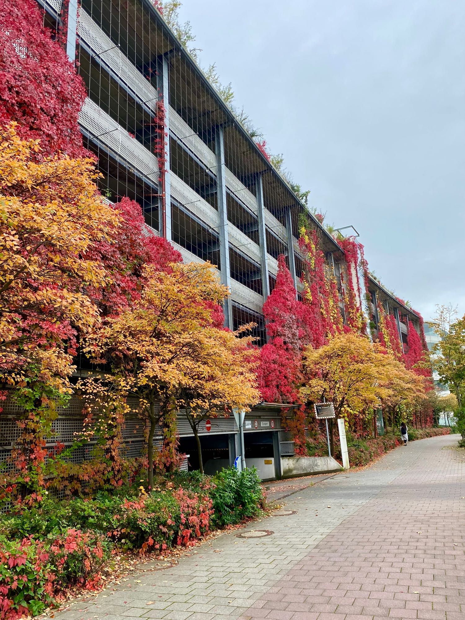 Parkhaus, das mit herbstlich roten Kletterpflanzen bewachsen ist. Davor Bäume mit gelbem Herbstlaub.