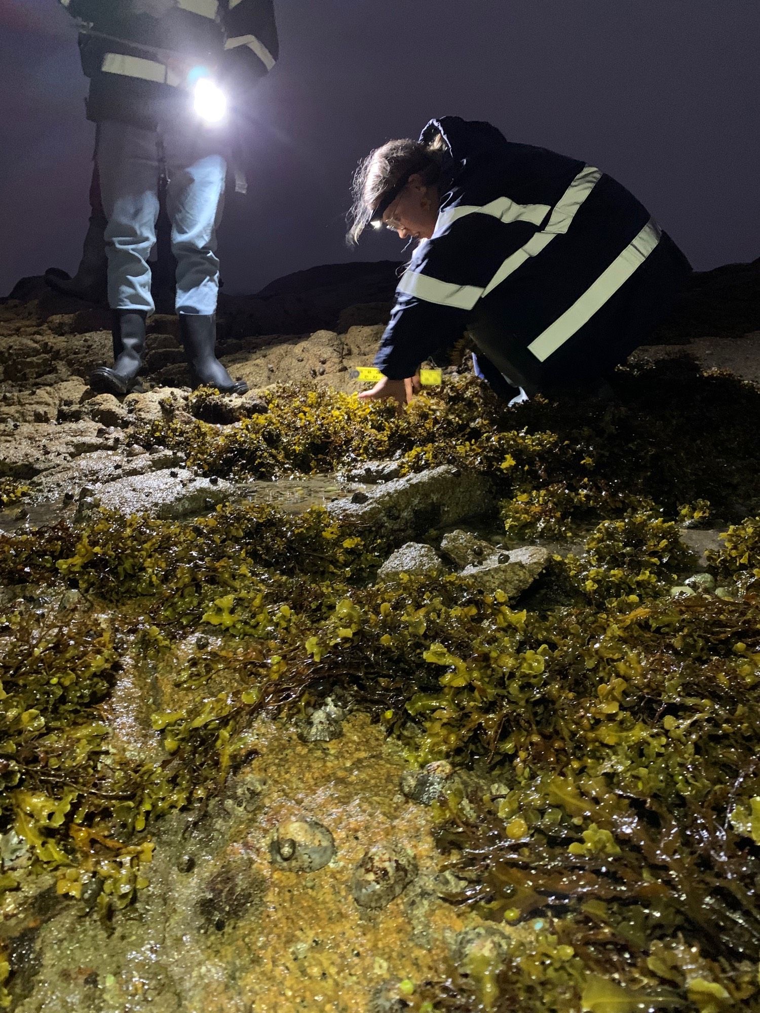 Here, Swansea University PhD student Ruby George re-measures tagged seaweed individuals to assess growth. It’s after dark, but the scene is illuminated by torchlight.