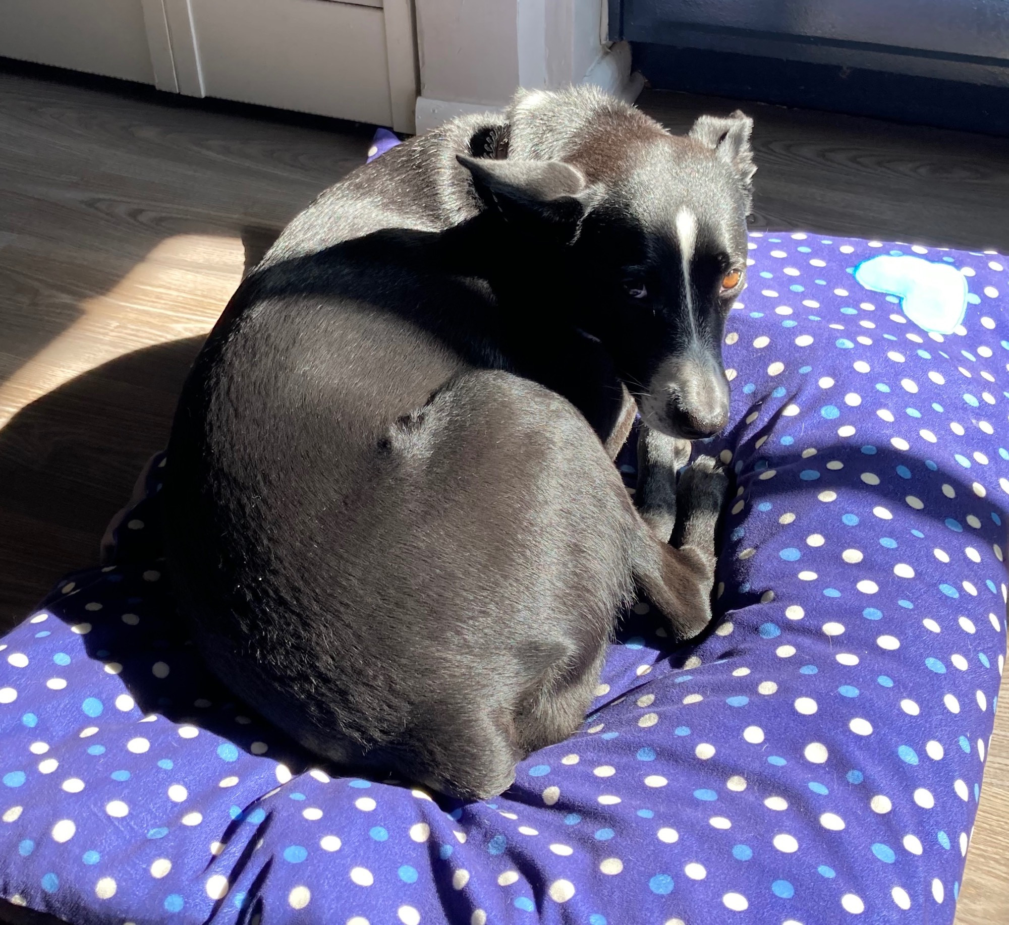 Pepper, the cute black-and-white dog, lies curled up on a dog bed with the sun shining on her through a window.