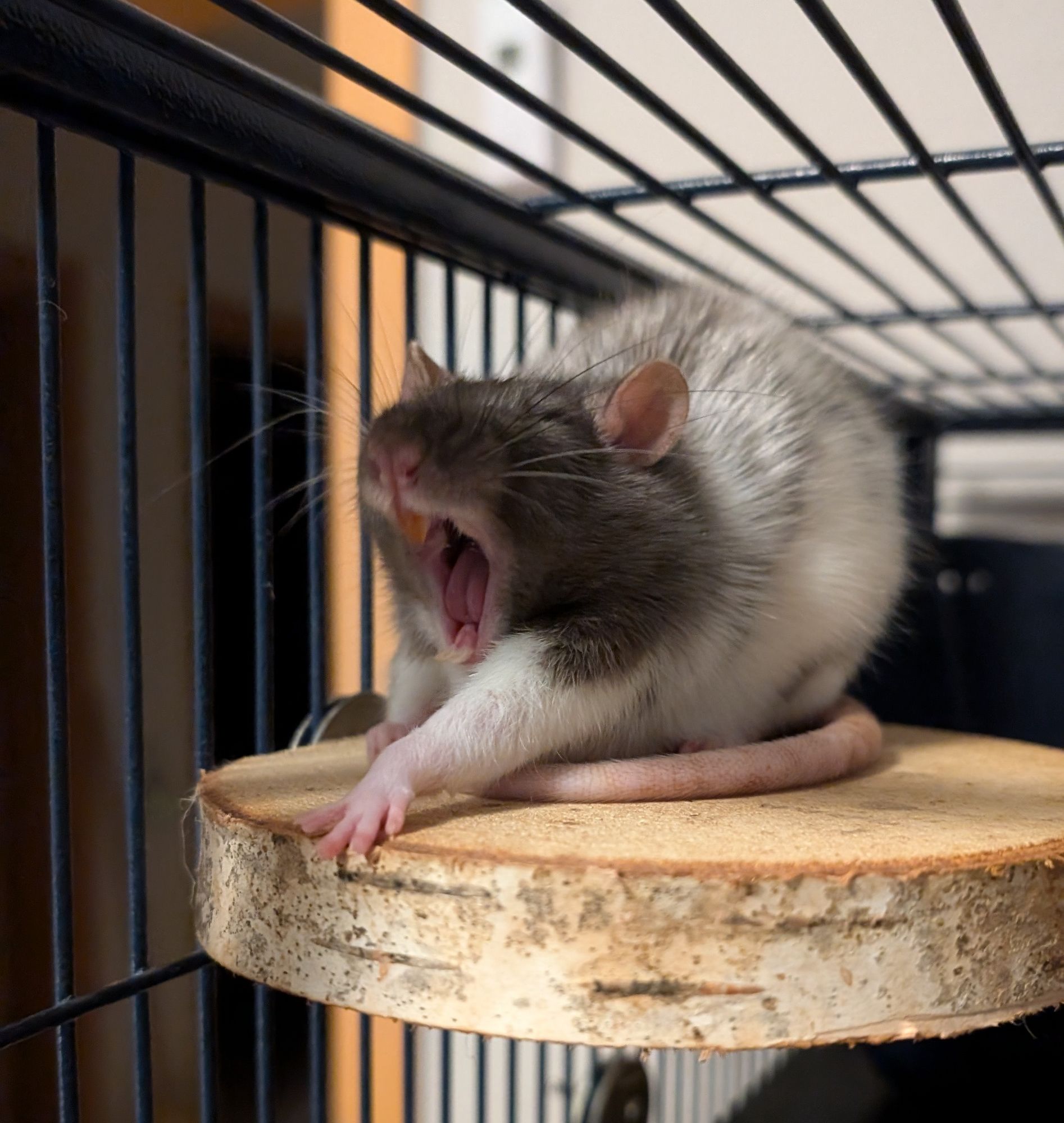 A black and white rat yawning in the camera. She is sitting on a wooden platform.