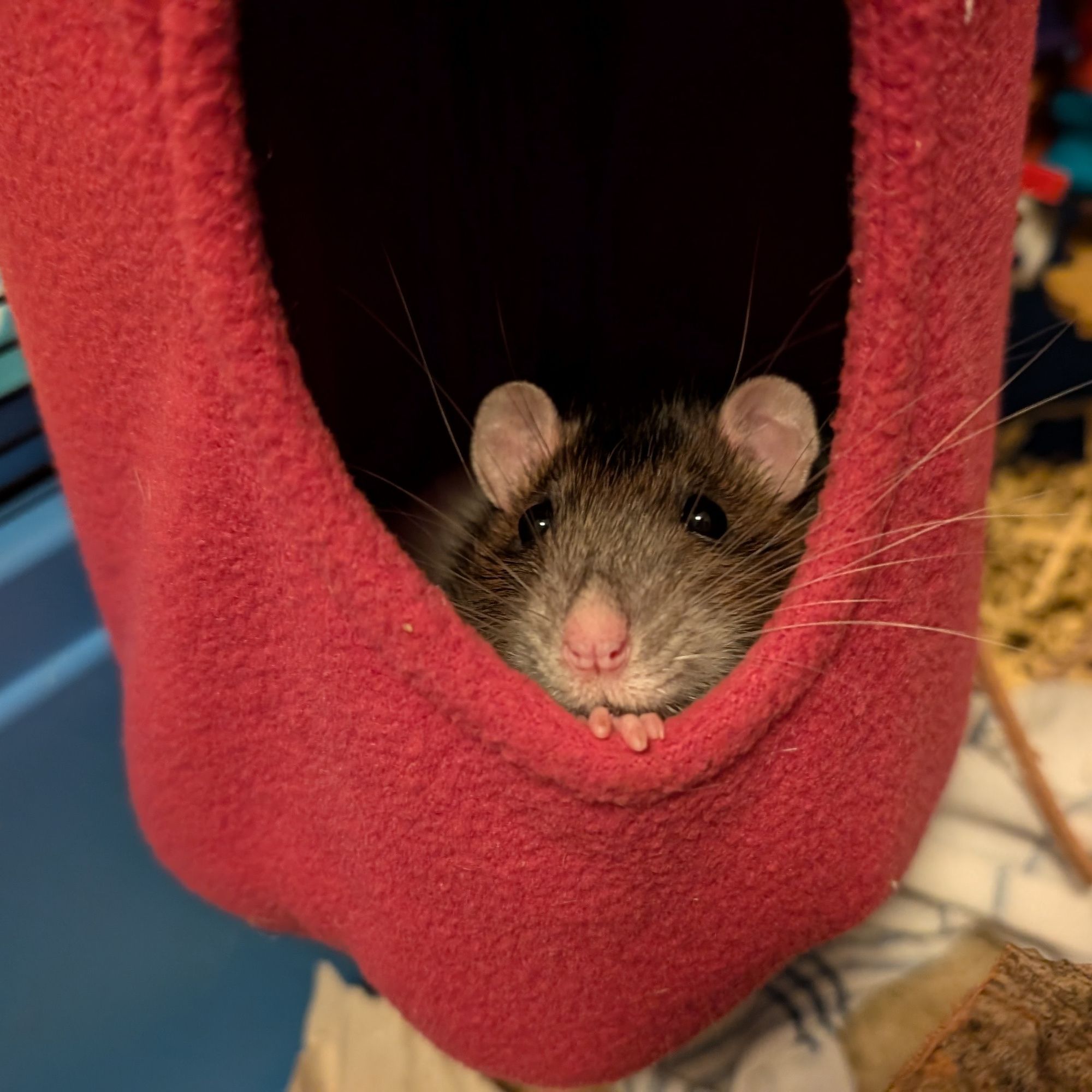 An agouti rat looking out of a red hammock. She seems to be relaxed.