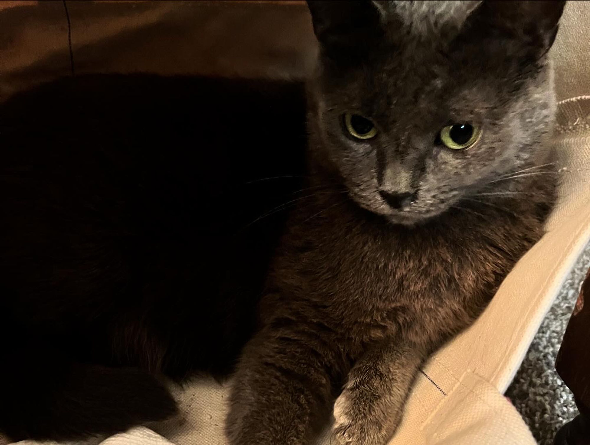 The Kitten Tasman in her LL Bean non-ironic Boat Tote.