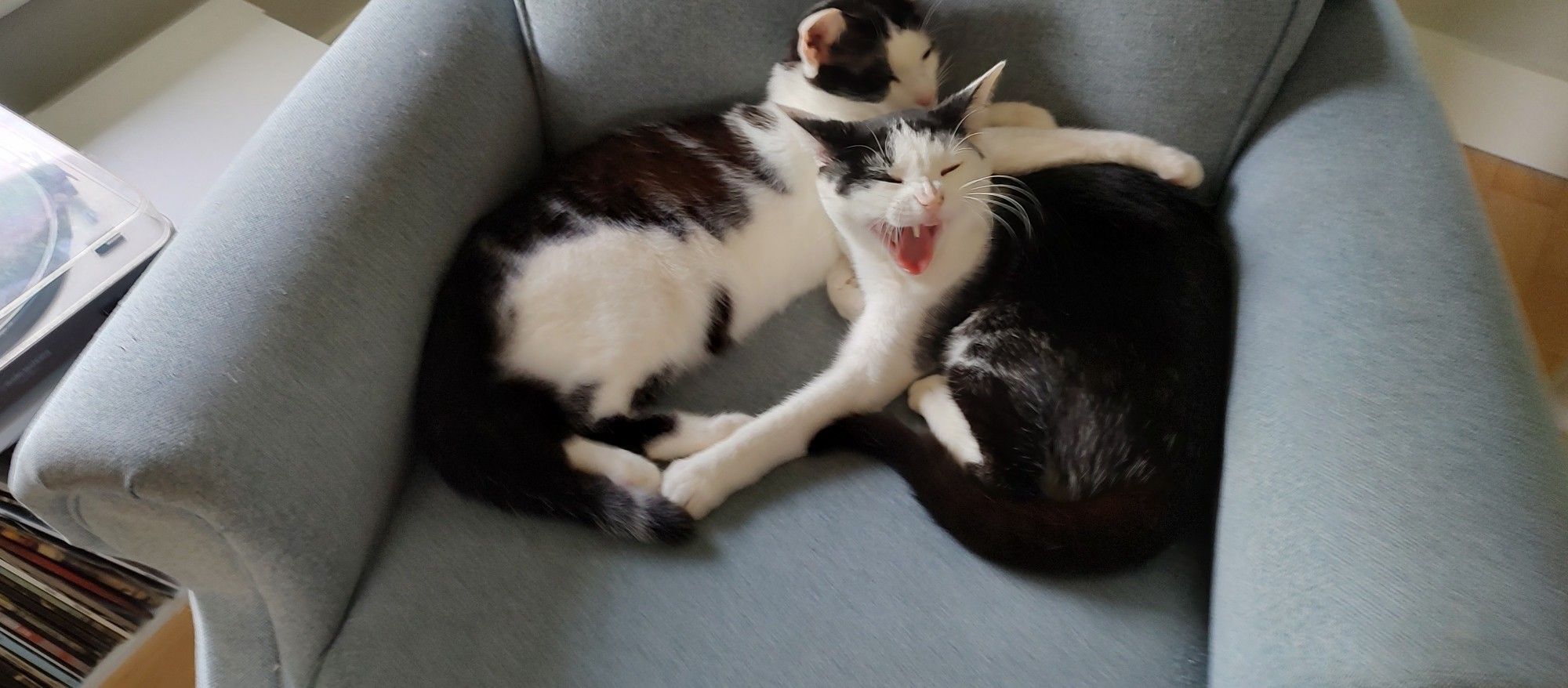 Brothers Toby & Keith snuggling on a blue chair. Toby is in the foreground yawning, Keith is behind him still half asleep