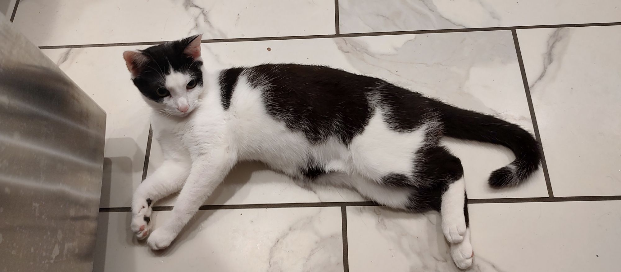 Keith (you can tell because his black bangs touch both his eyes) sprawls out demanding pets and tickles. He has much more white fur than Toby and a faint little ring of white near the tip of his tail, and from this angle his ears look proportionate but they super aren't. He's on a faux marble floor divided into rectangular "bricks"