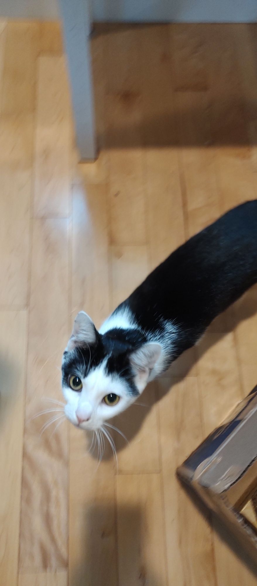 Toby (you can tell because the black bangs on his face only touch one eye) staring up at me anticipating a pet or tickle. His back is almost all black, his nose and ears are pink, his ears and whiskers are comically oversized. He's standing on a polished blonde hardwood floor