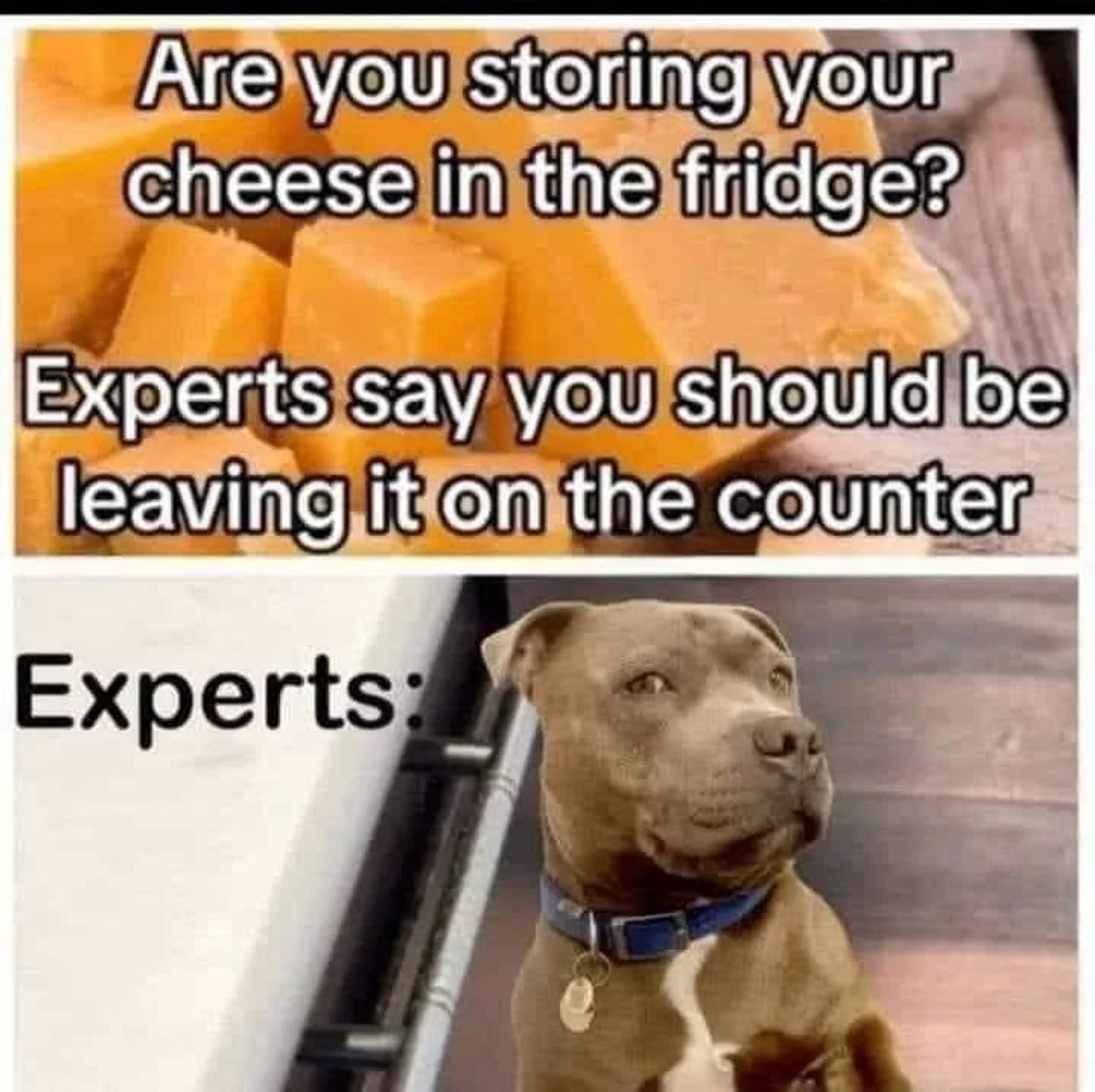 text 1: Are you storing your cheese in the fridge? Experts say you should be leaving it on the counter. 
pic 1: cubes of probably cheddar cheese

text 2: Experts: 
pic 2: a cute pit bull (or staffie) looking at the camera knowingly