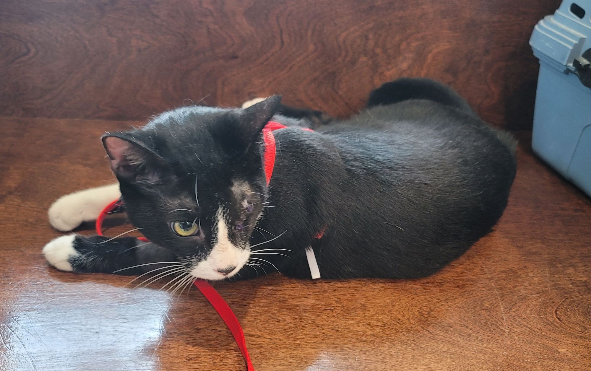 A black and white cat with a white blaze wearing a red harness. One eye is scarred over.