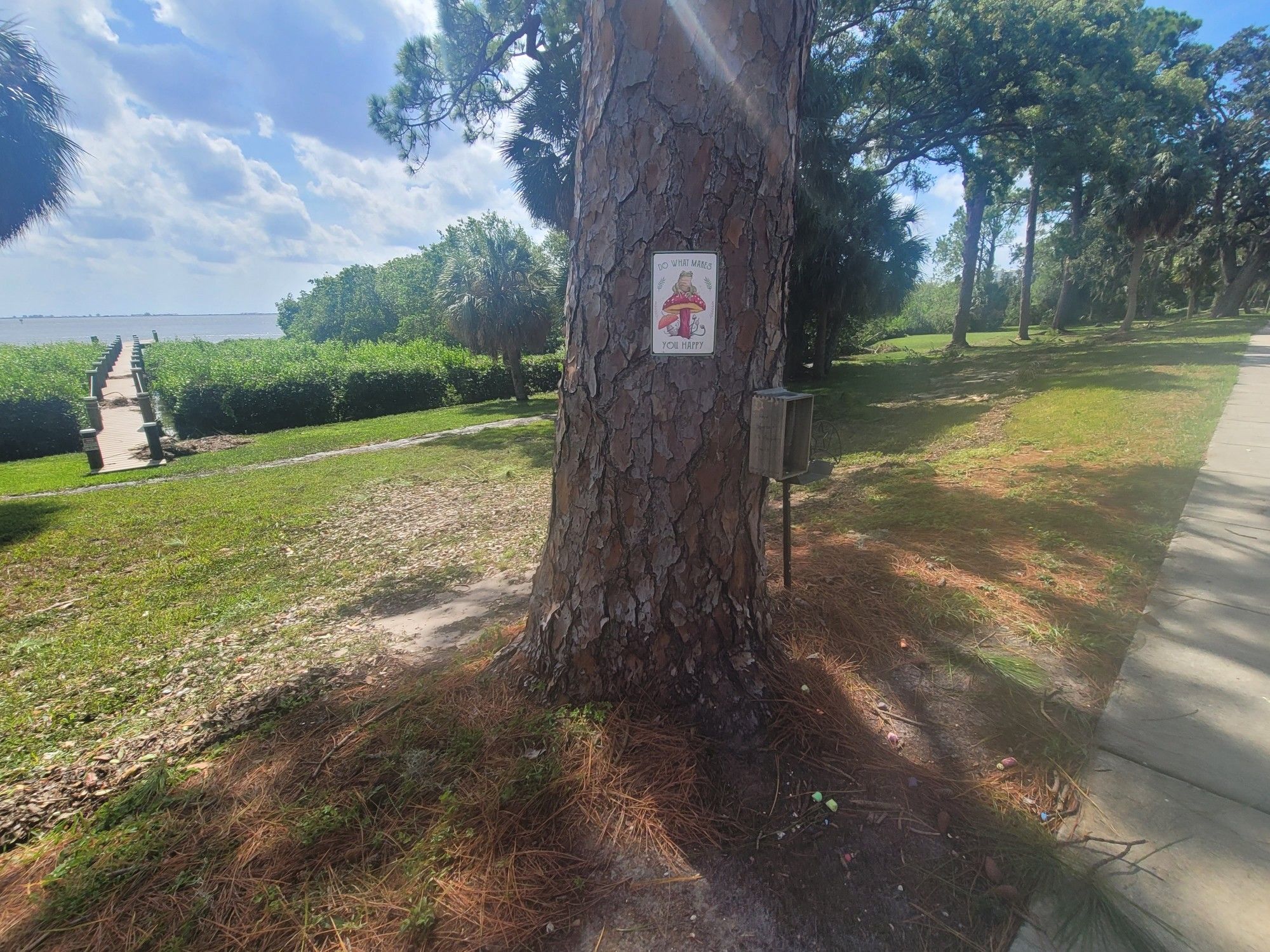 A pine tree with a sign featuring a happy frog on it