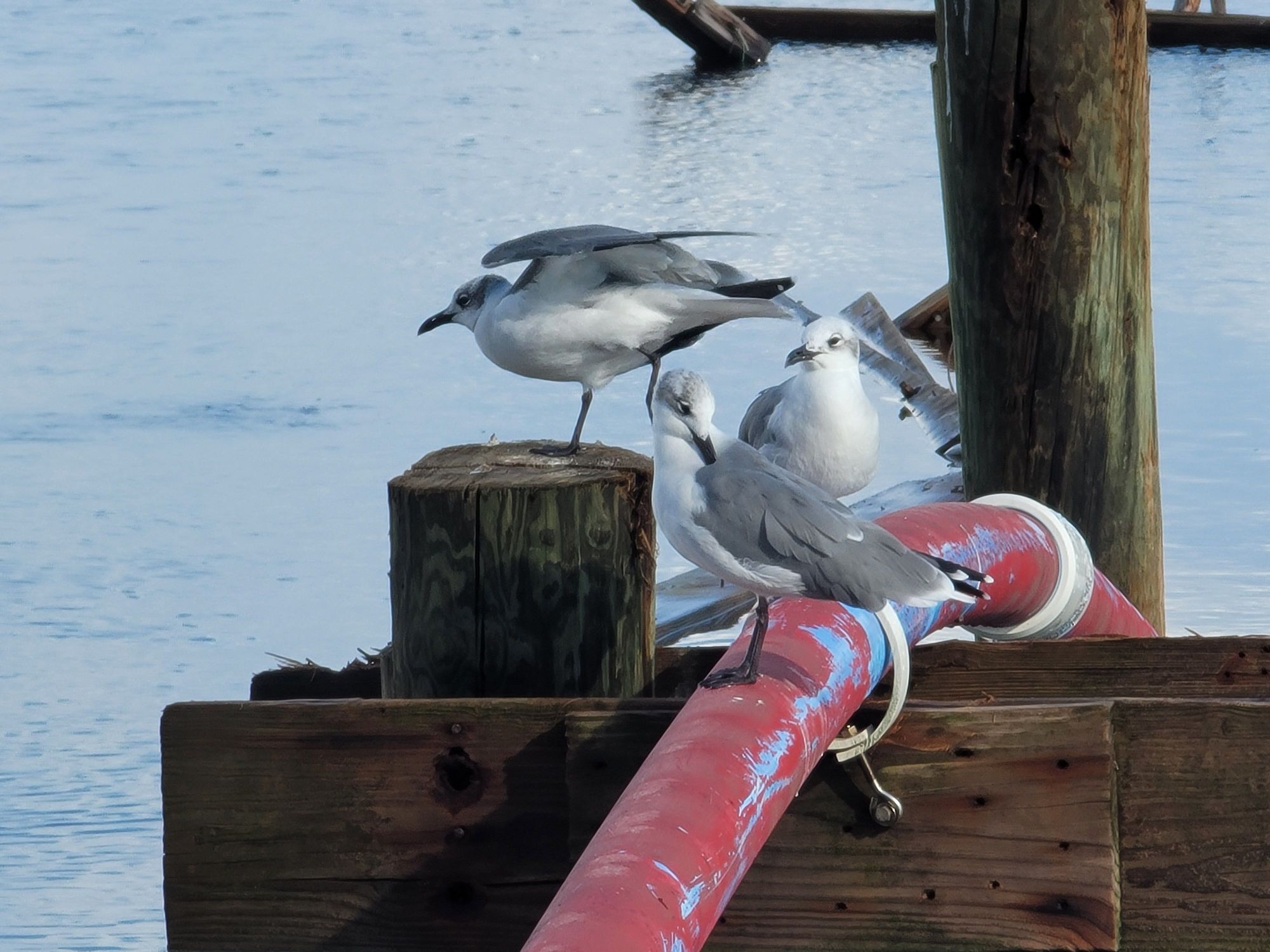 a trio of gulls perching on a destroyed pier