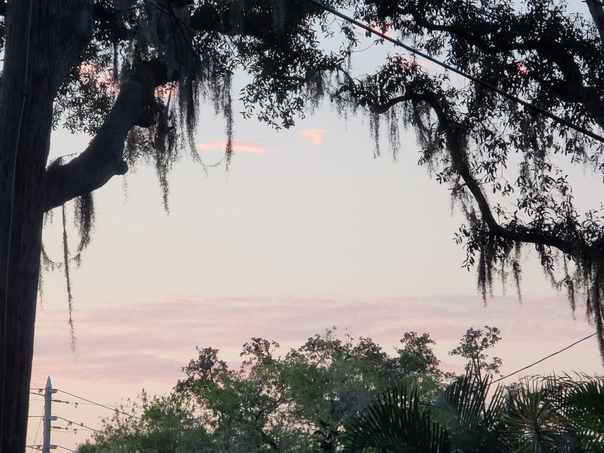 a line of purplr clouds seen through trees