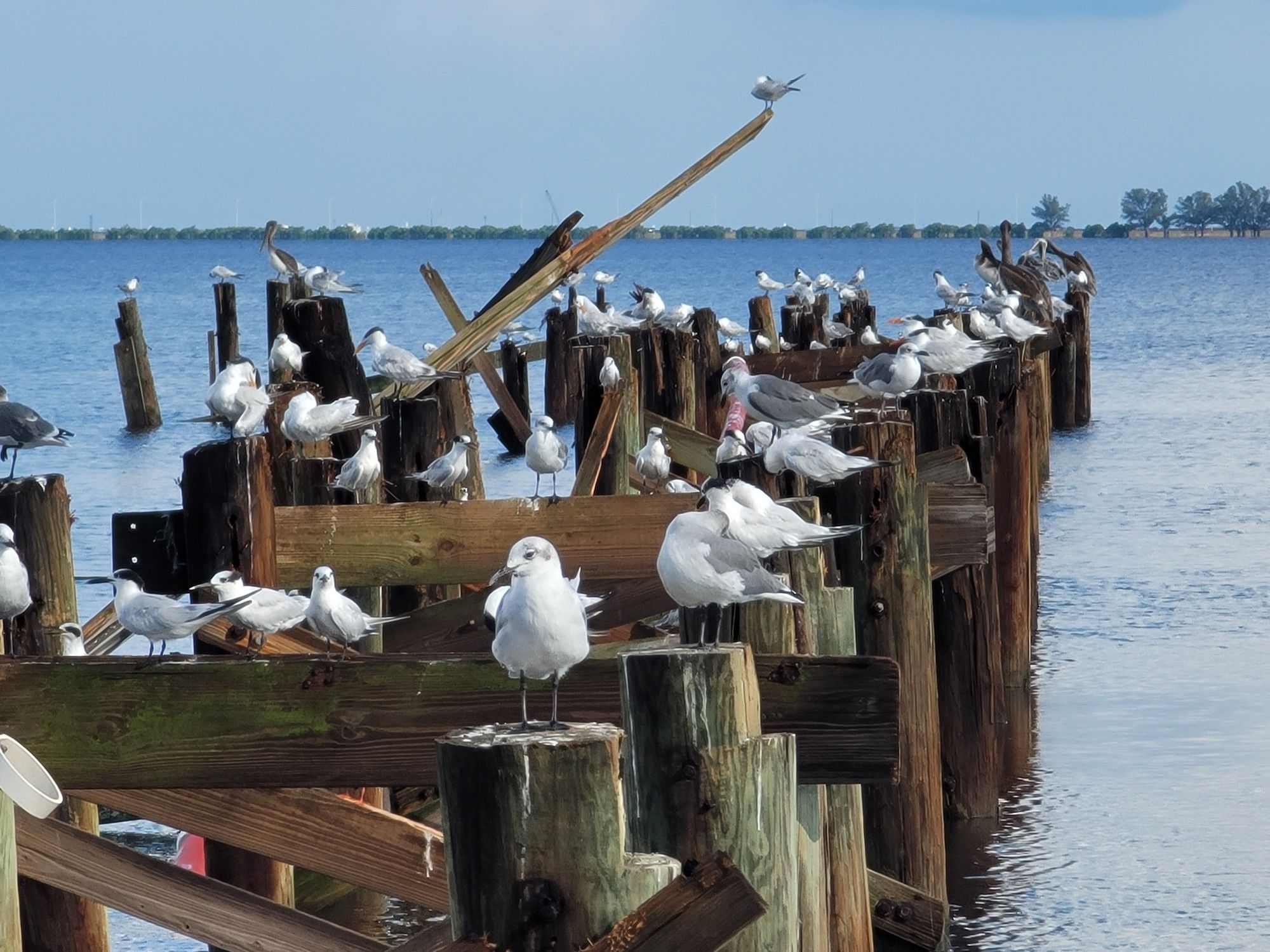 A bunch seabirds including gulls, terns, an
d pelicans perched on a destroyed pier