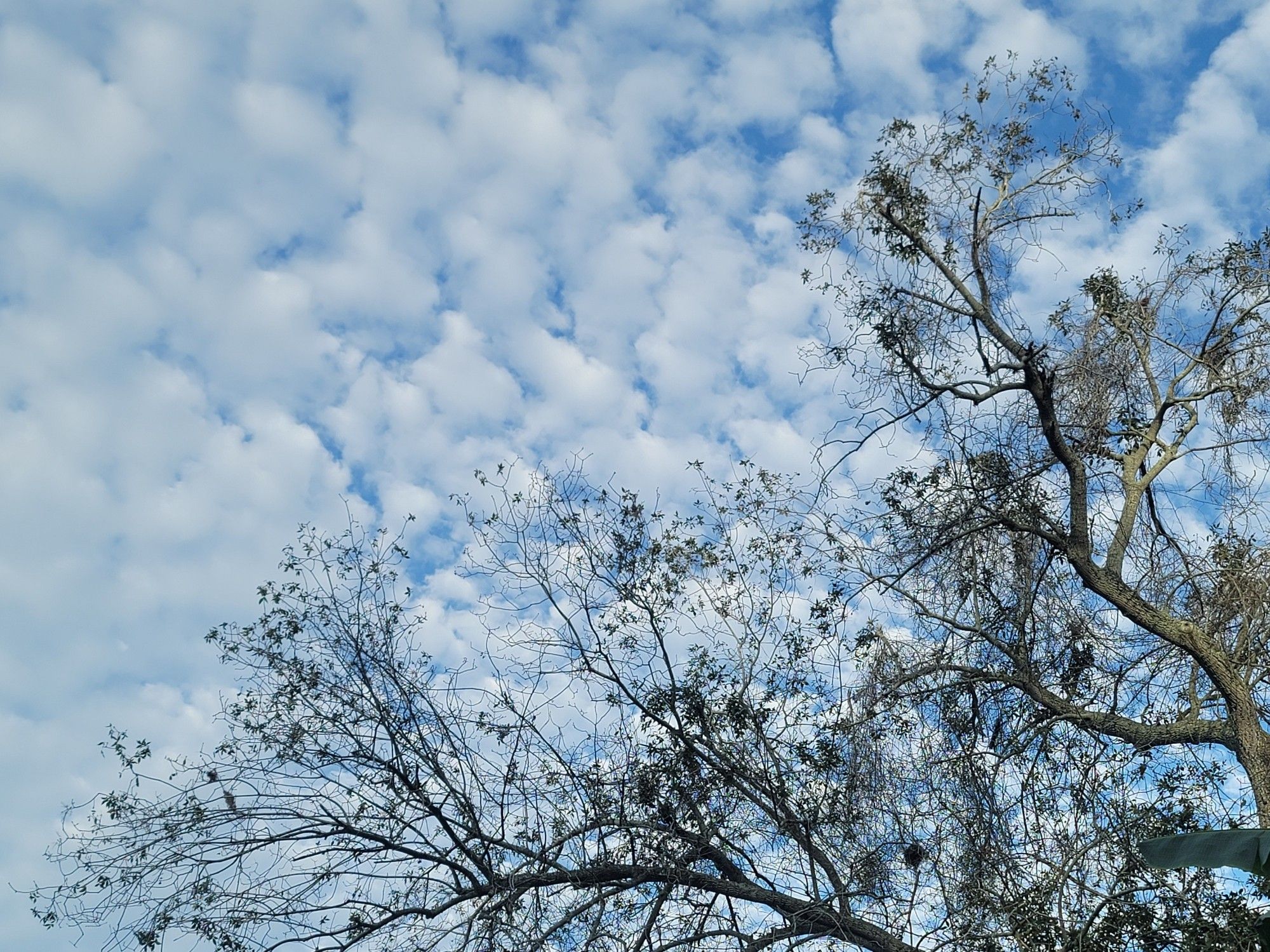 Cirrocumulys clouds on a blue sky behind a scraggly hickory tree