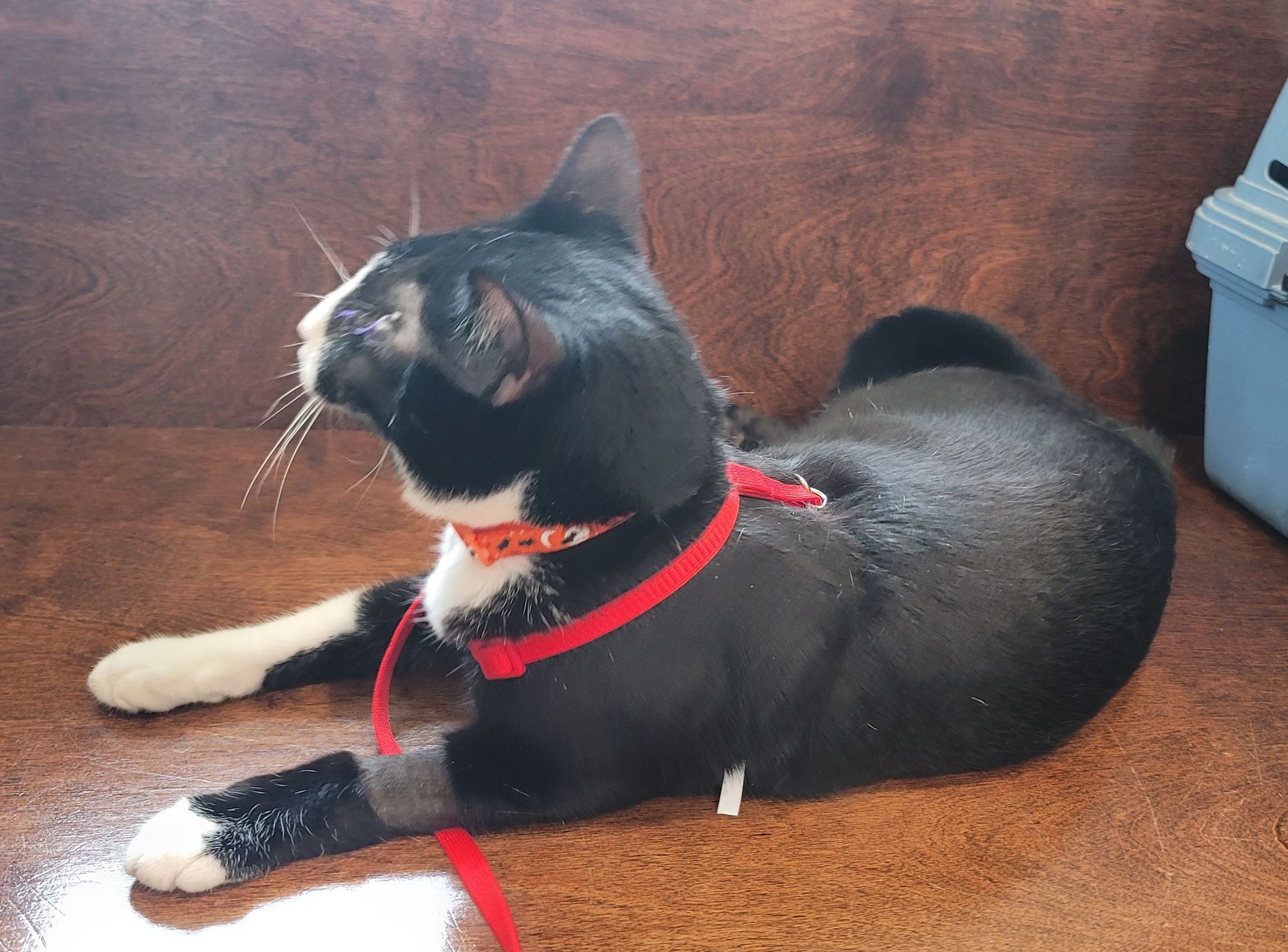 The same black and white cat in profile with the scarred over eye facing the camera.