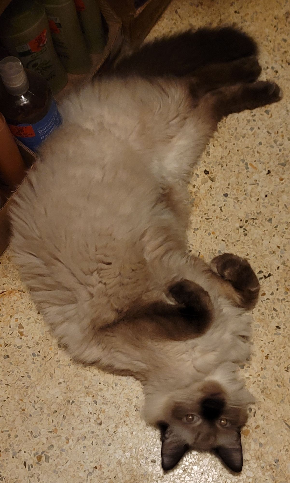 my fluffy sealpoint cat Squash with his paws curled pon his chest and his back feet pressed together in a way resembling a seal's back feet