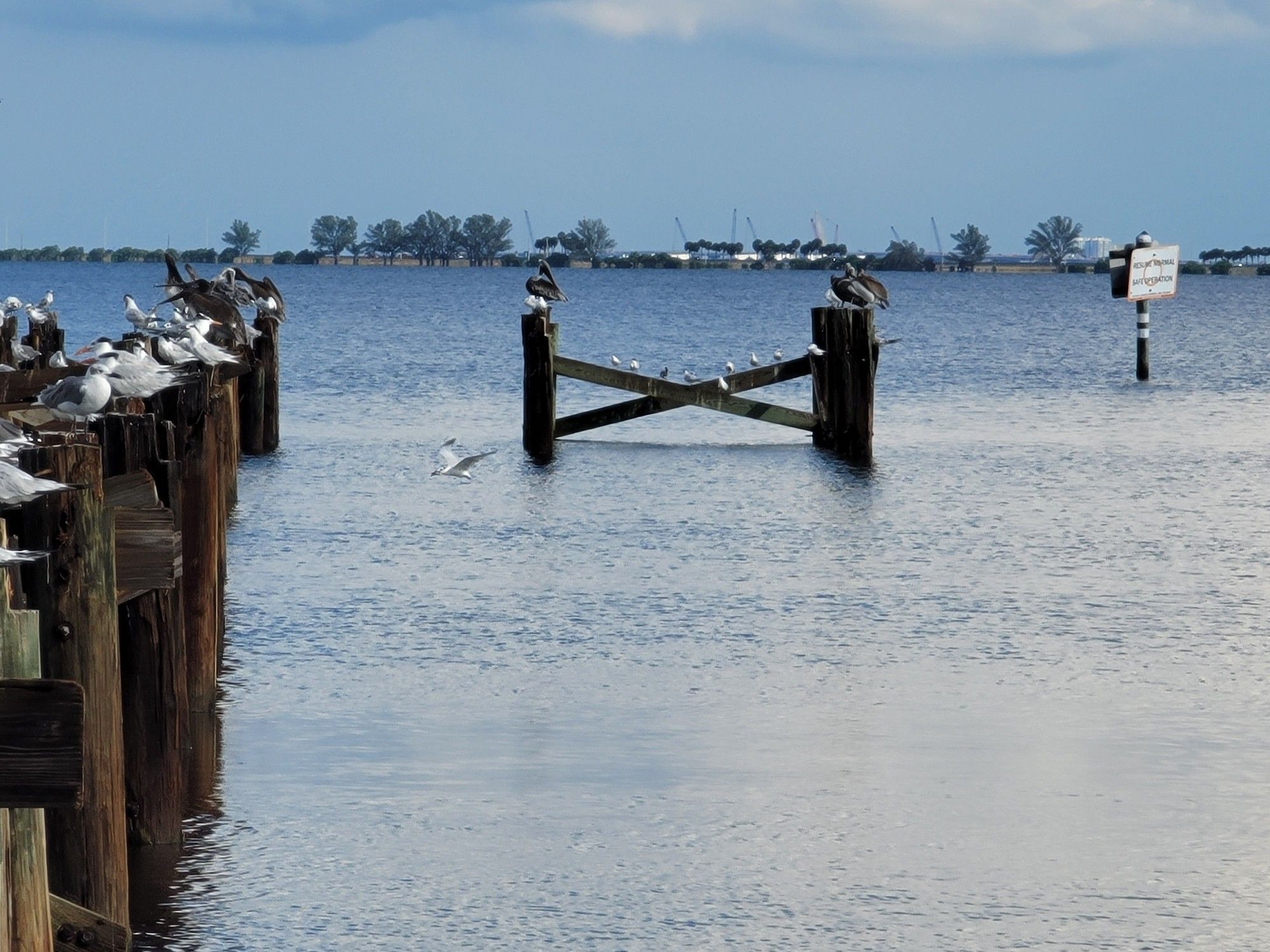 more birds perched on the remains of a pier