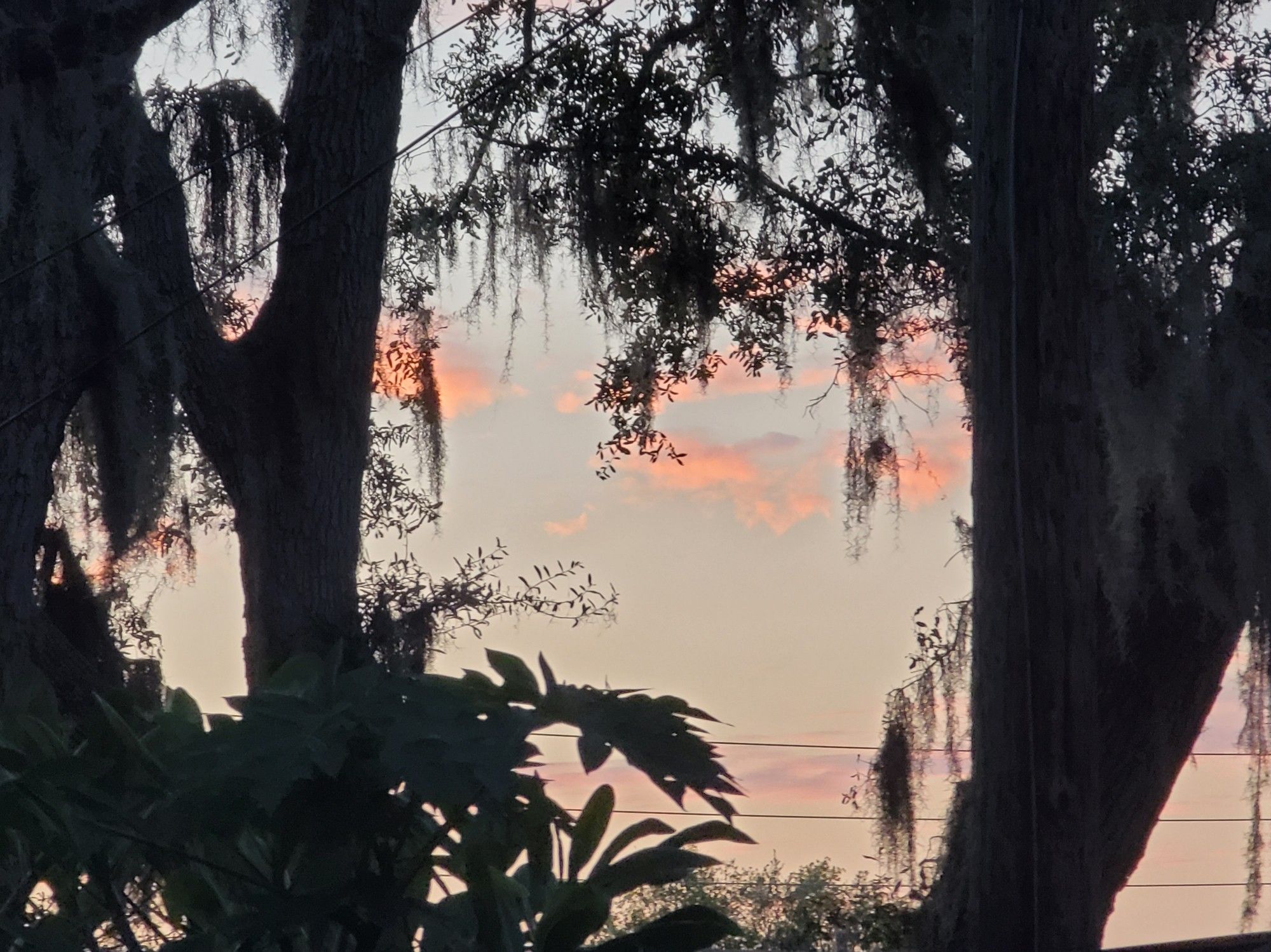 clouds tinted purple and pink by the sunset seen through trees