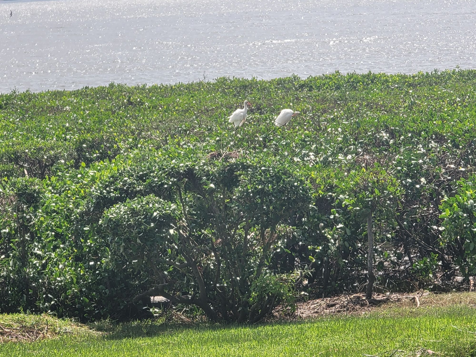 a pair of white ibises perched on mangroves