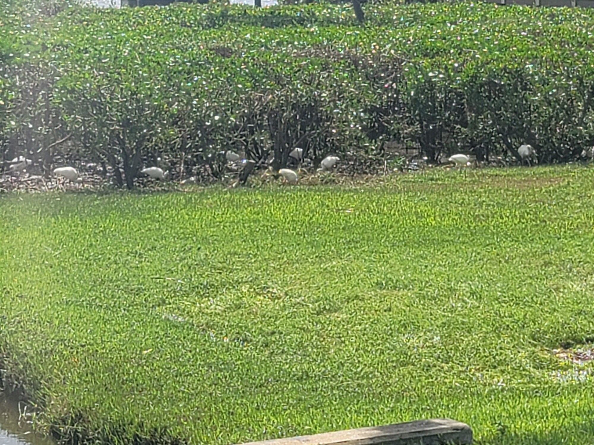 a flock of white ibises foraging in the mangroves