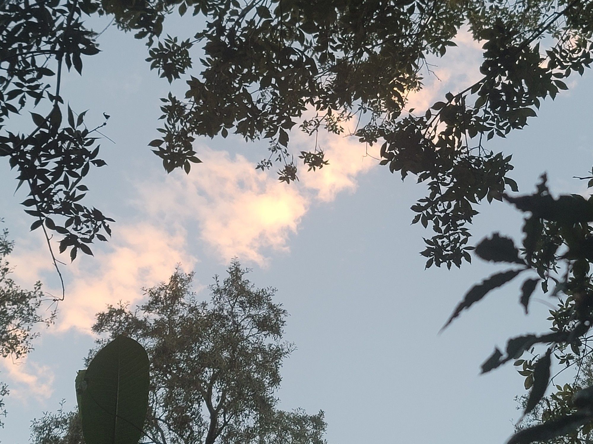 pinkish clouds framed by trees